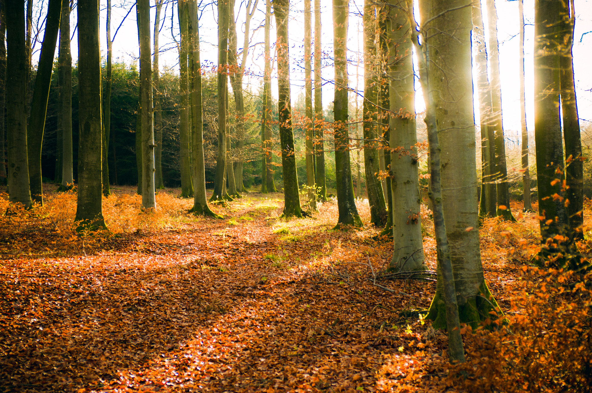 Pentax K-3 sample photo. Trees at sun photography