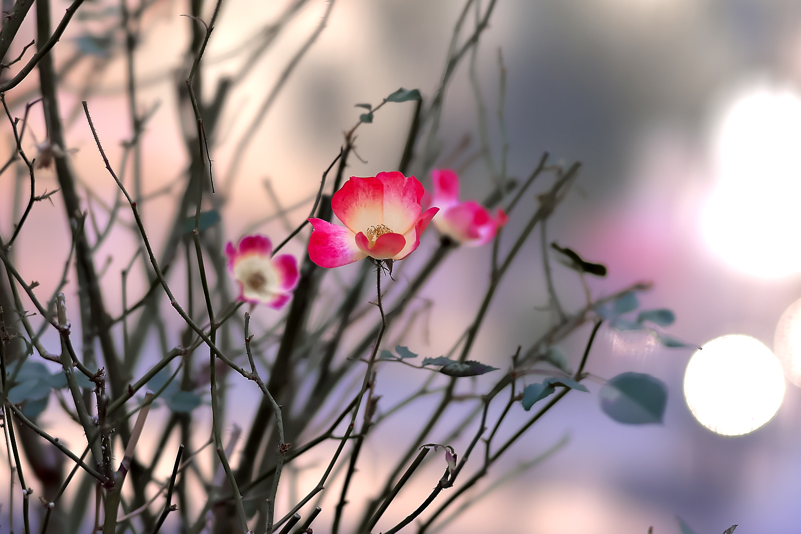 135mm F2.8[T4.5] STF sample photo. Winter roses photography