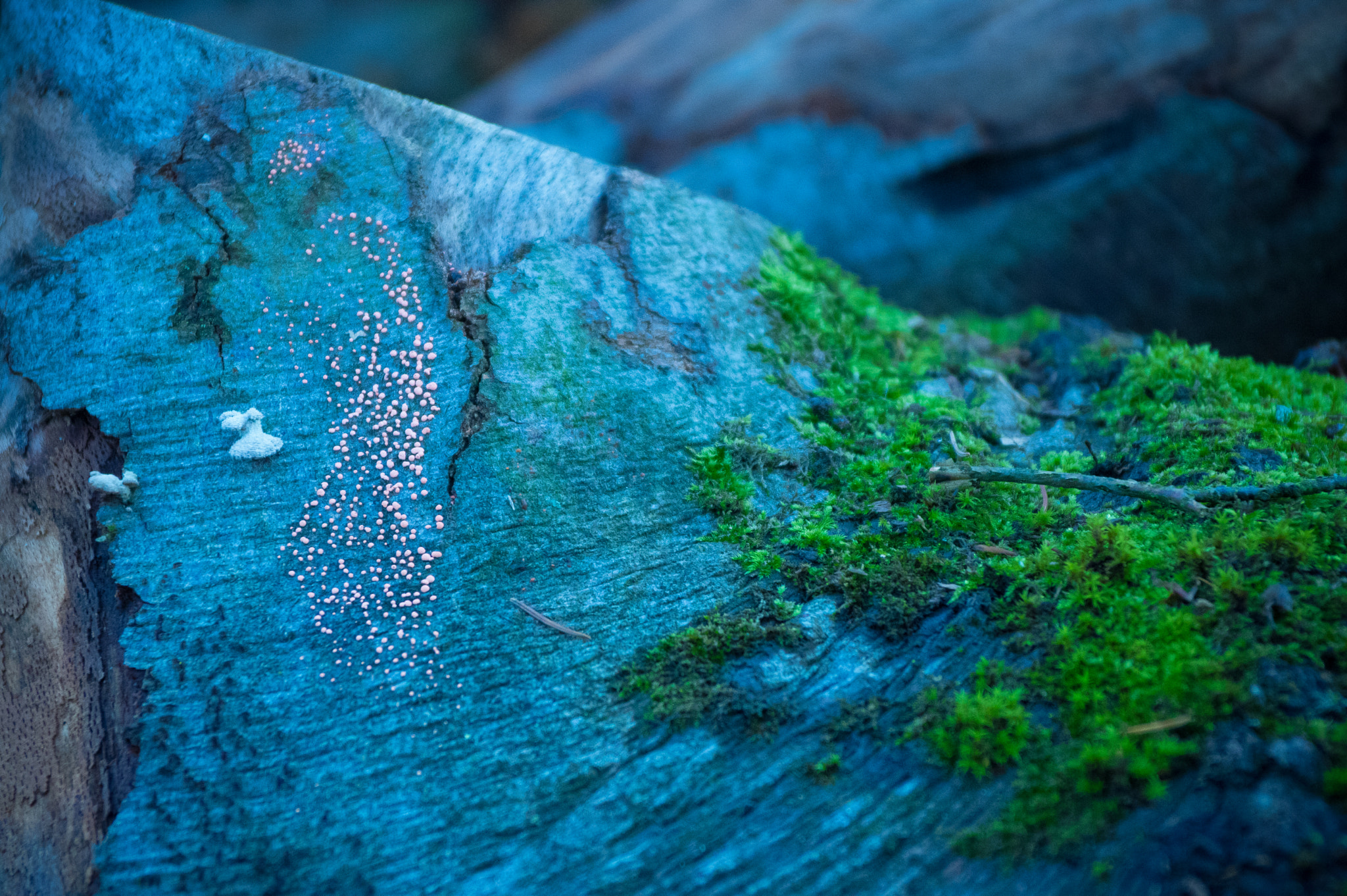 Pentax smc DA 17-70mm F4.0 AL (IF) SDM sample photo. Wood photography