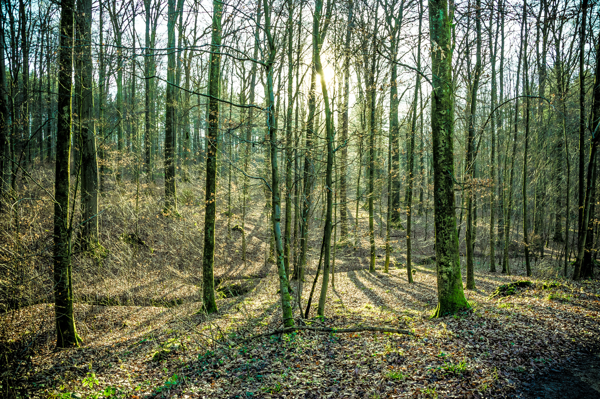 Pentax K-3 + Sigma sample photo. Treewood photography