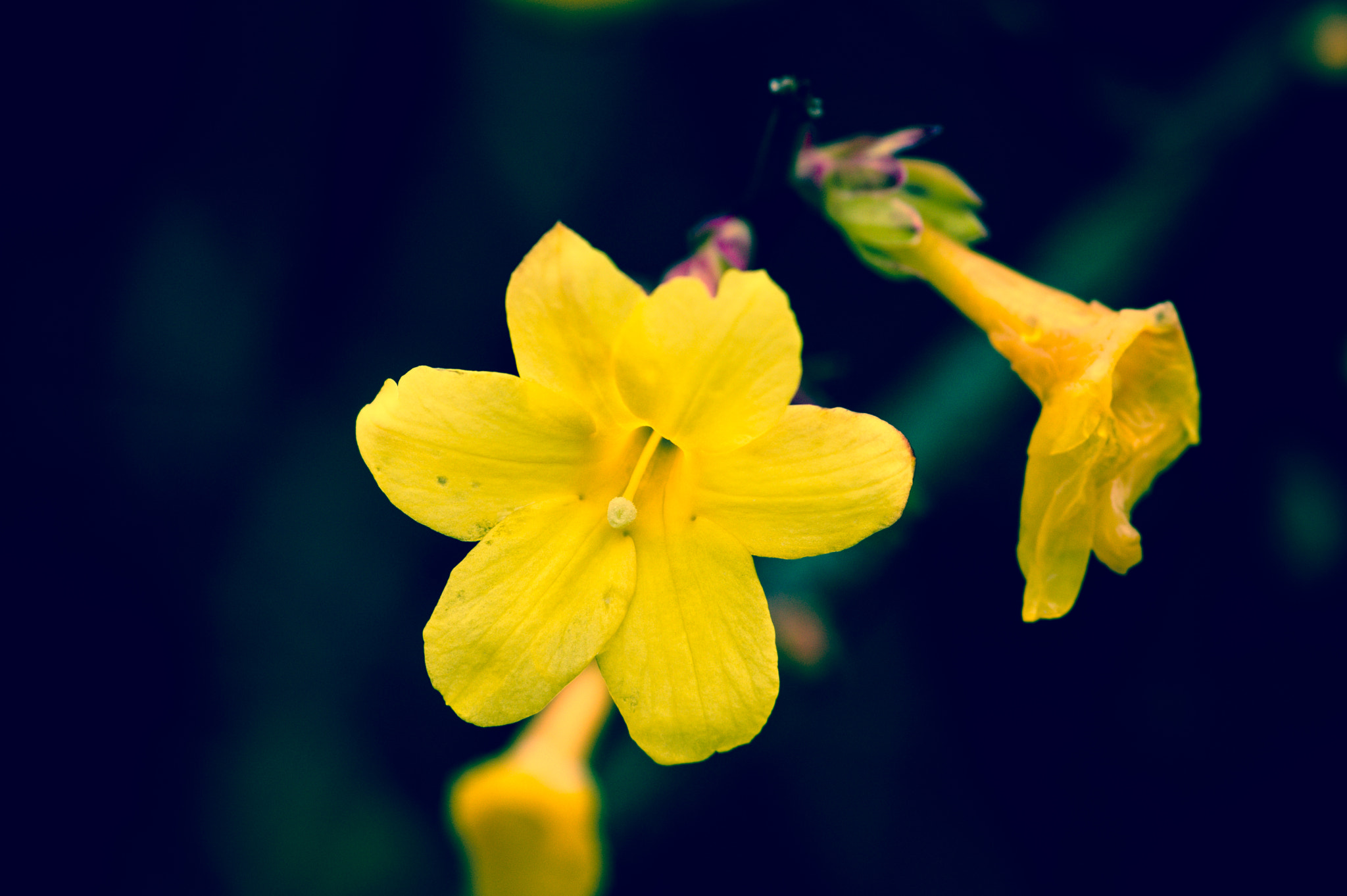 Pentax K-3 + Sigma sample photo. Winterjasmin photography