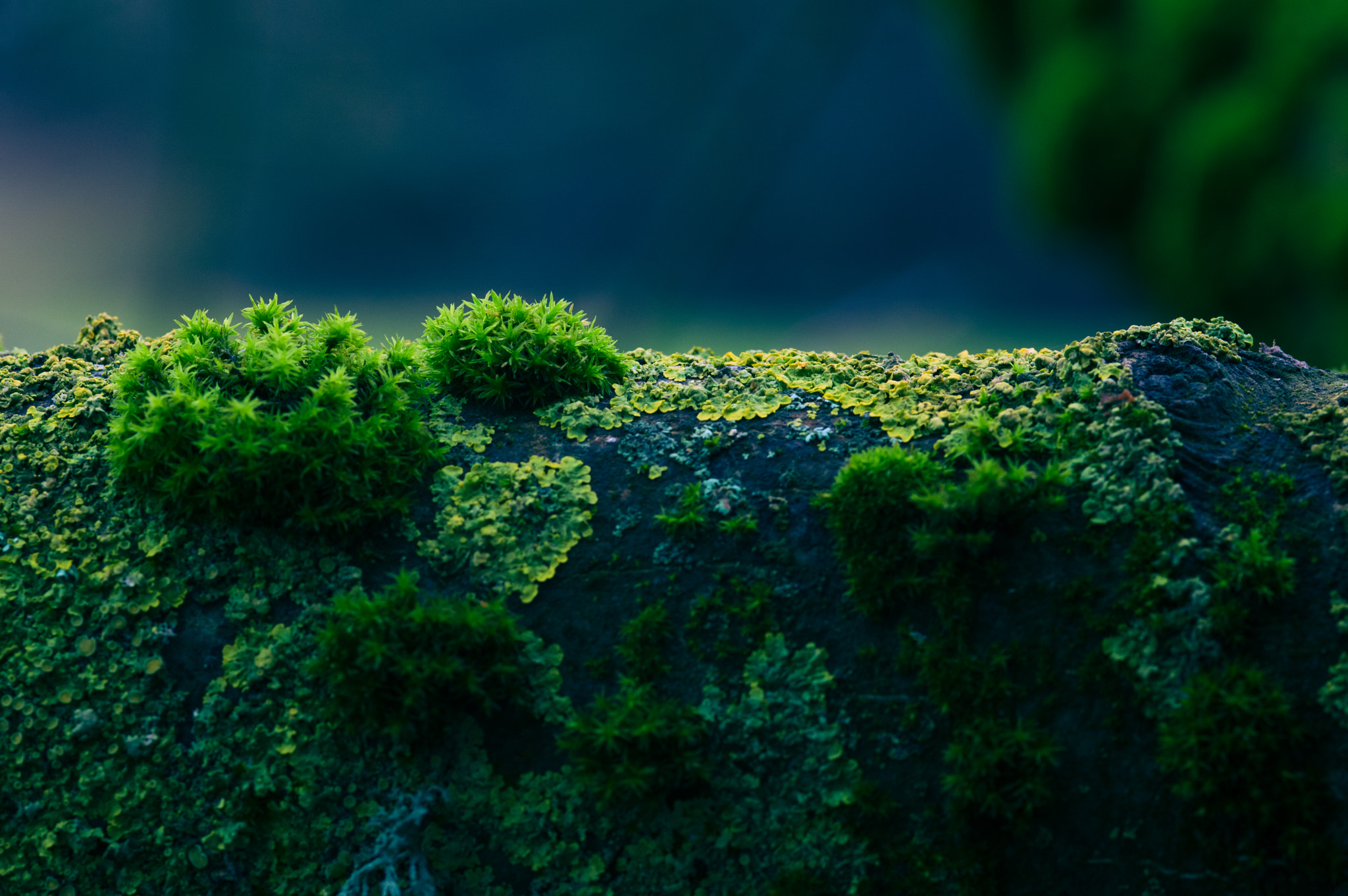 Pentax K-3 + Sigma sample photo. Moss photography