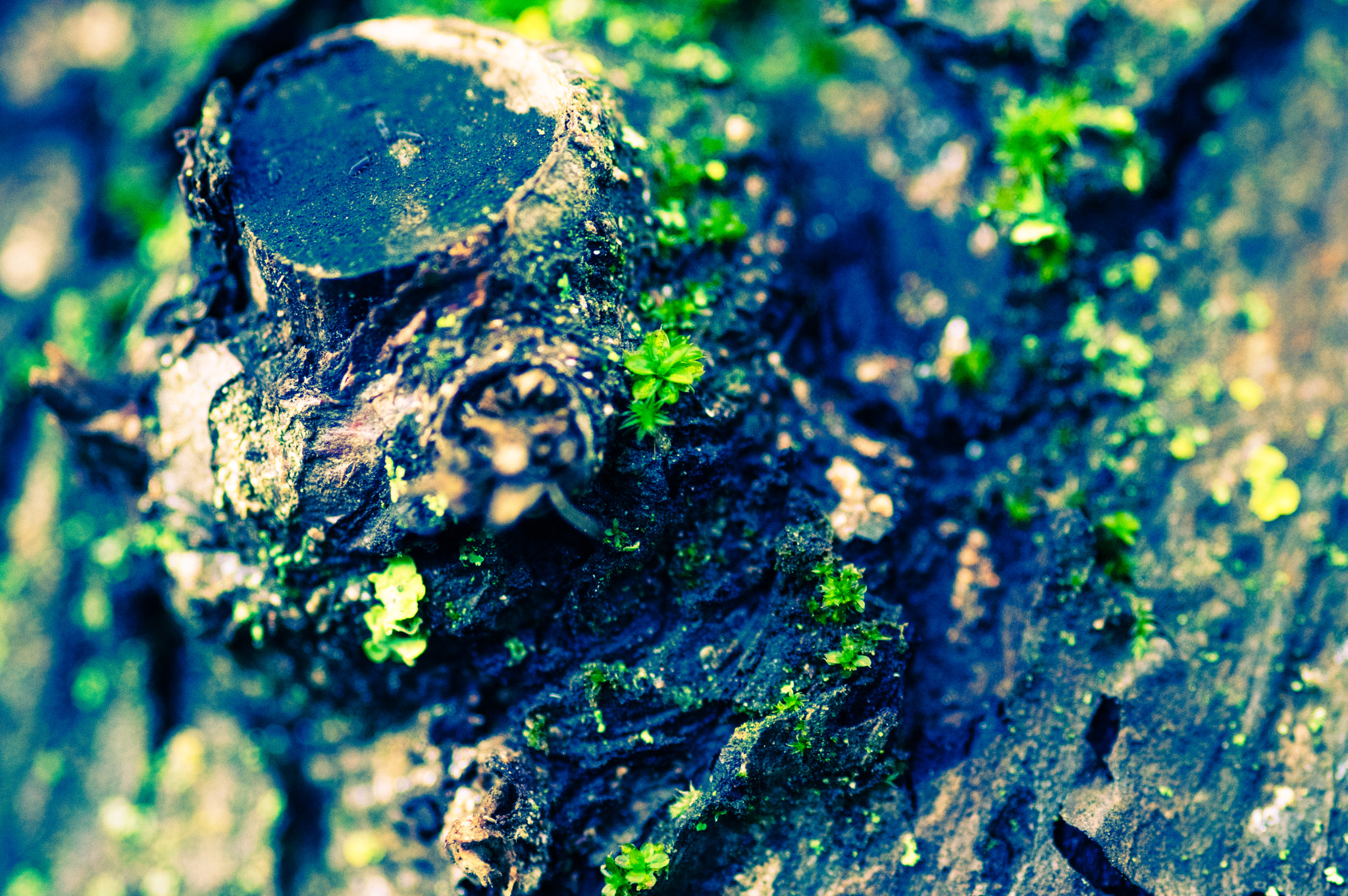 Pentax K-3 + Sigma sample photo. Moss photography