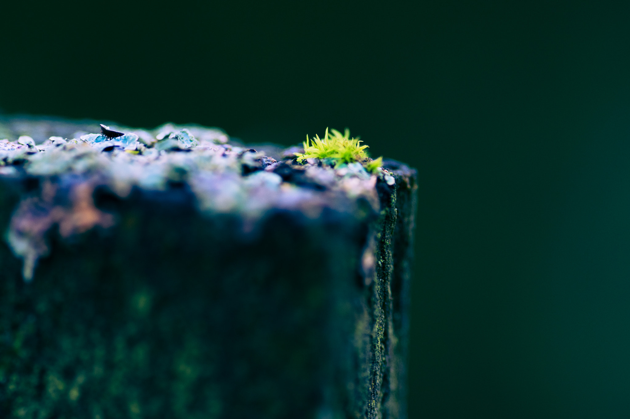 Pentax K-3 + Sigma sample photo. Moss photography
