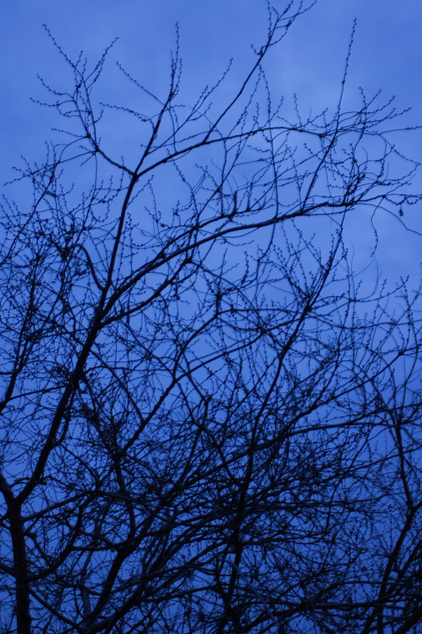 Nikon AF Nikkor 70-300mm F4-5.6G sample photo