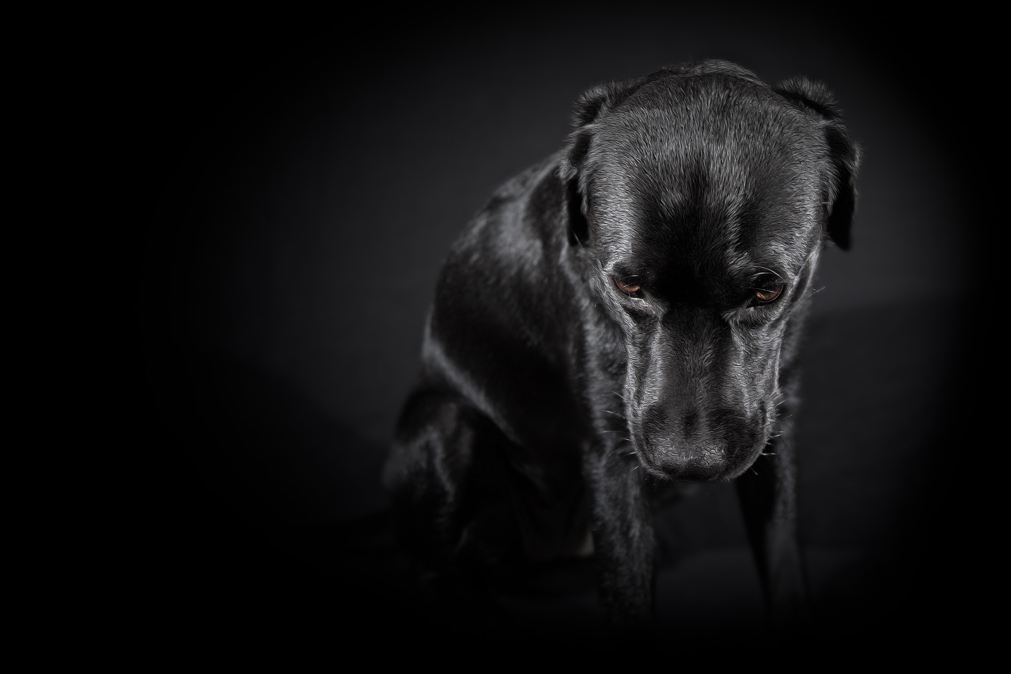Canon EF 16-35mm F2.8L II USM sample photo. Sad cute lab photography