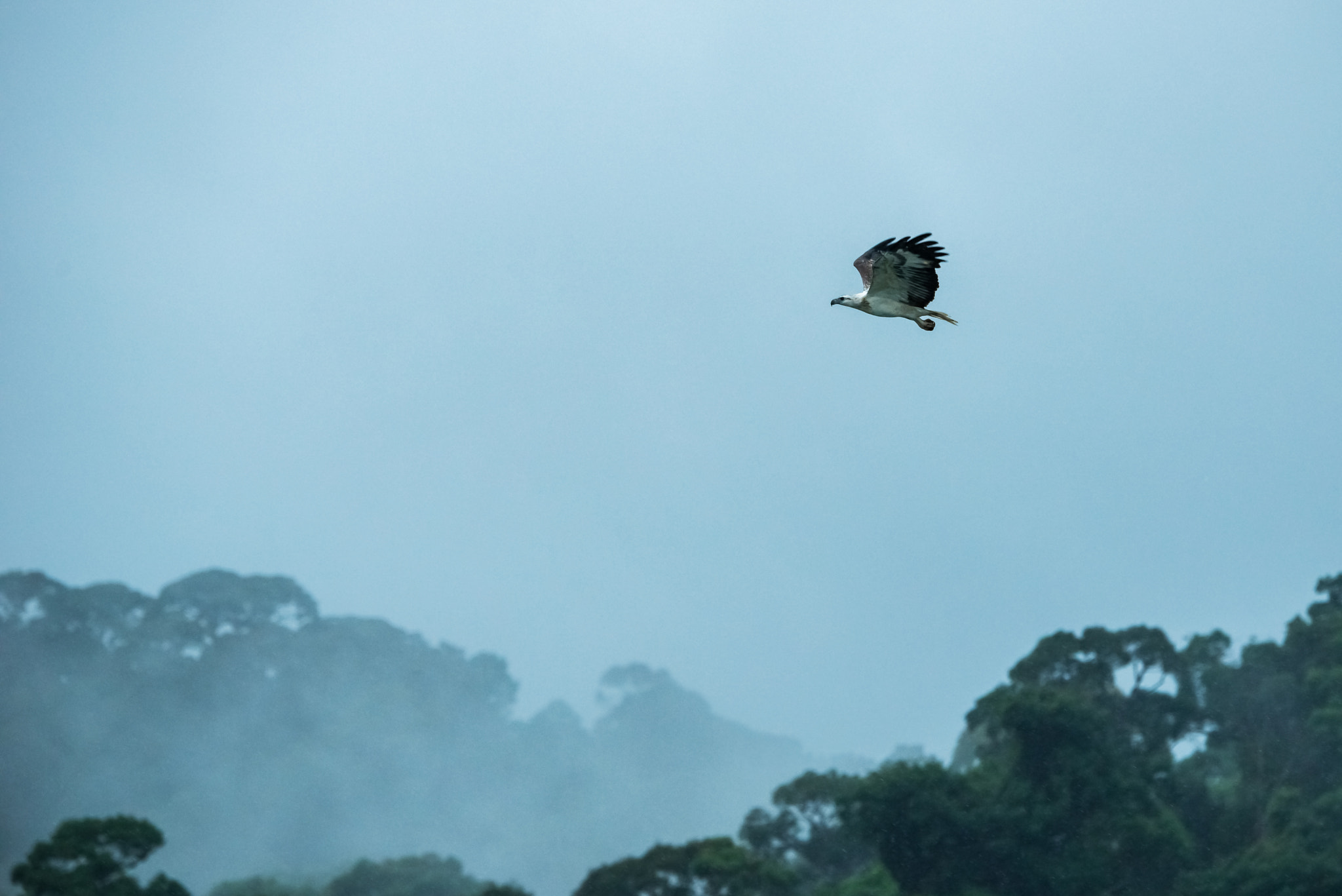 Nikon D800E sample photo. Flying photography