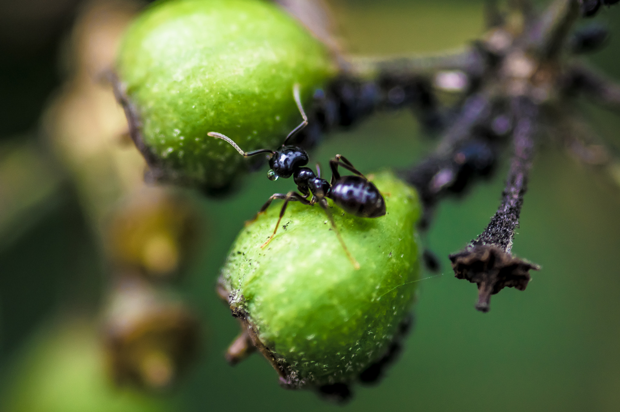 Pentax K-3 + Sigma sample photo. Collecting ants photography