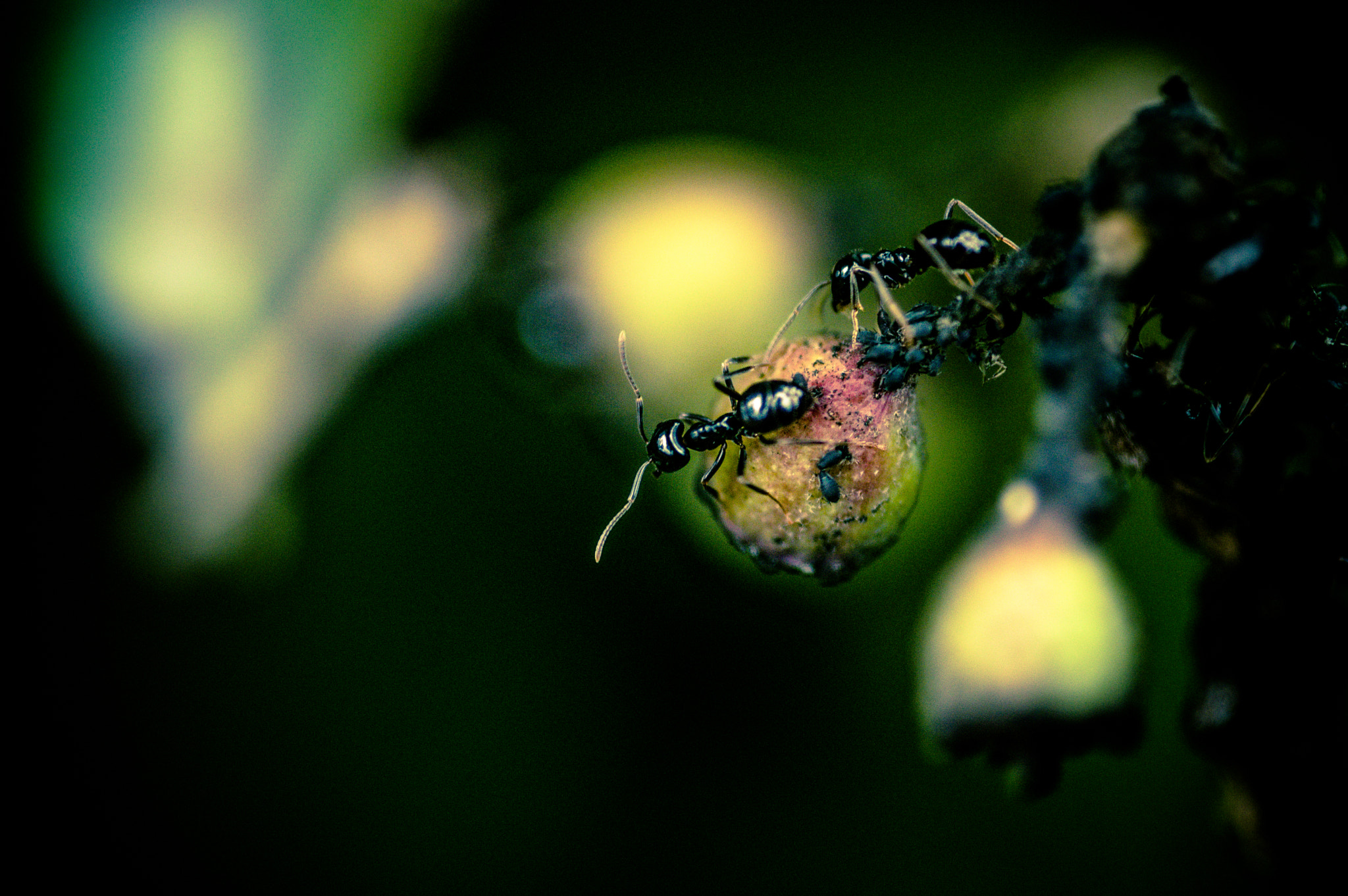 Pentax K-3 sample photo. Collecting ants photography