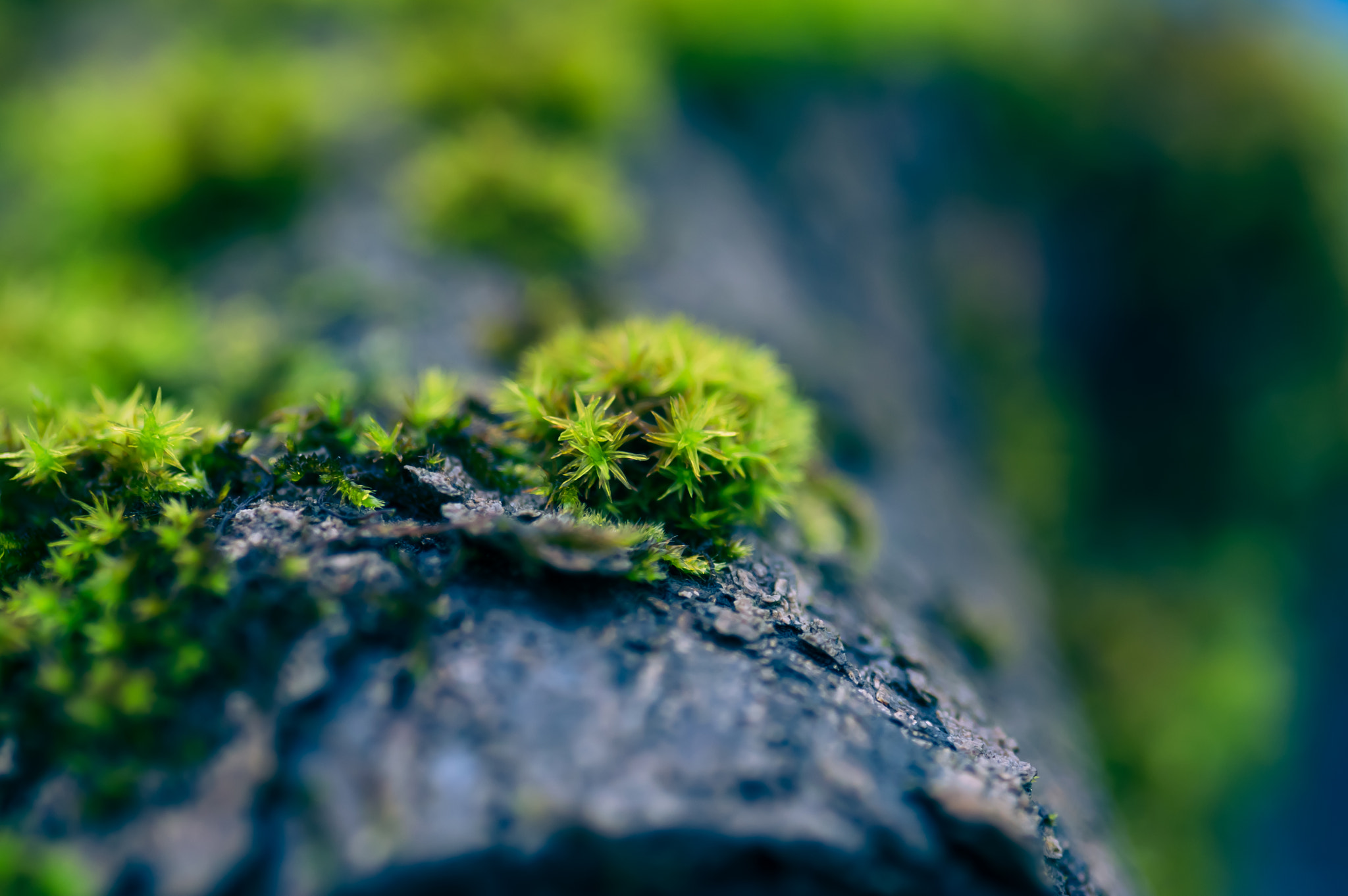 Pentax K-3 + Sigma sample photo. Another moss photography