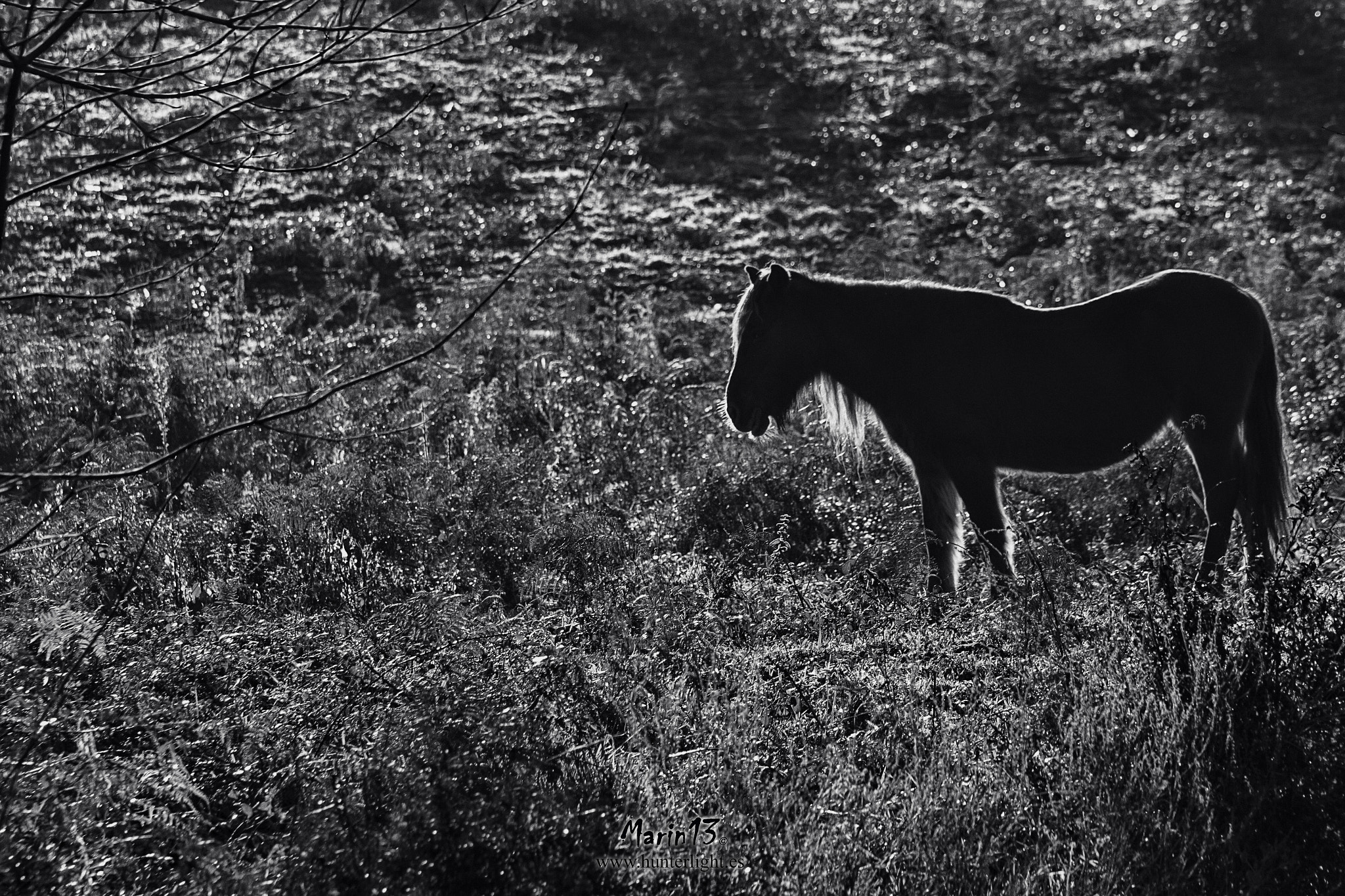 Canon EOS 7D + EF75-300mm f/4-5.6 sample photo. Wild horse photography