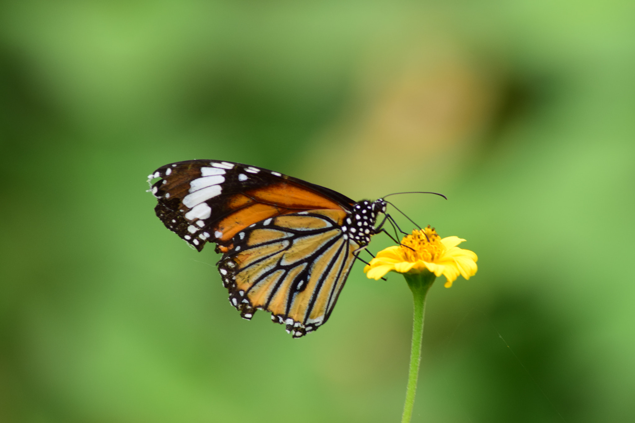 Nikon D5300 + Nikon AF Nikkor 70-300mm F4-5.6G sample photo. The flower and a butterfly photography