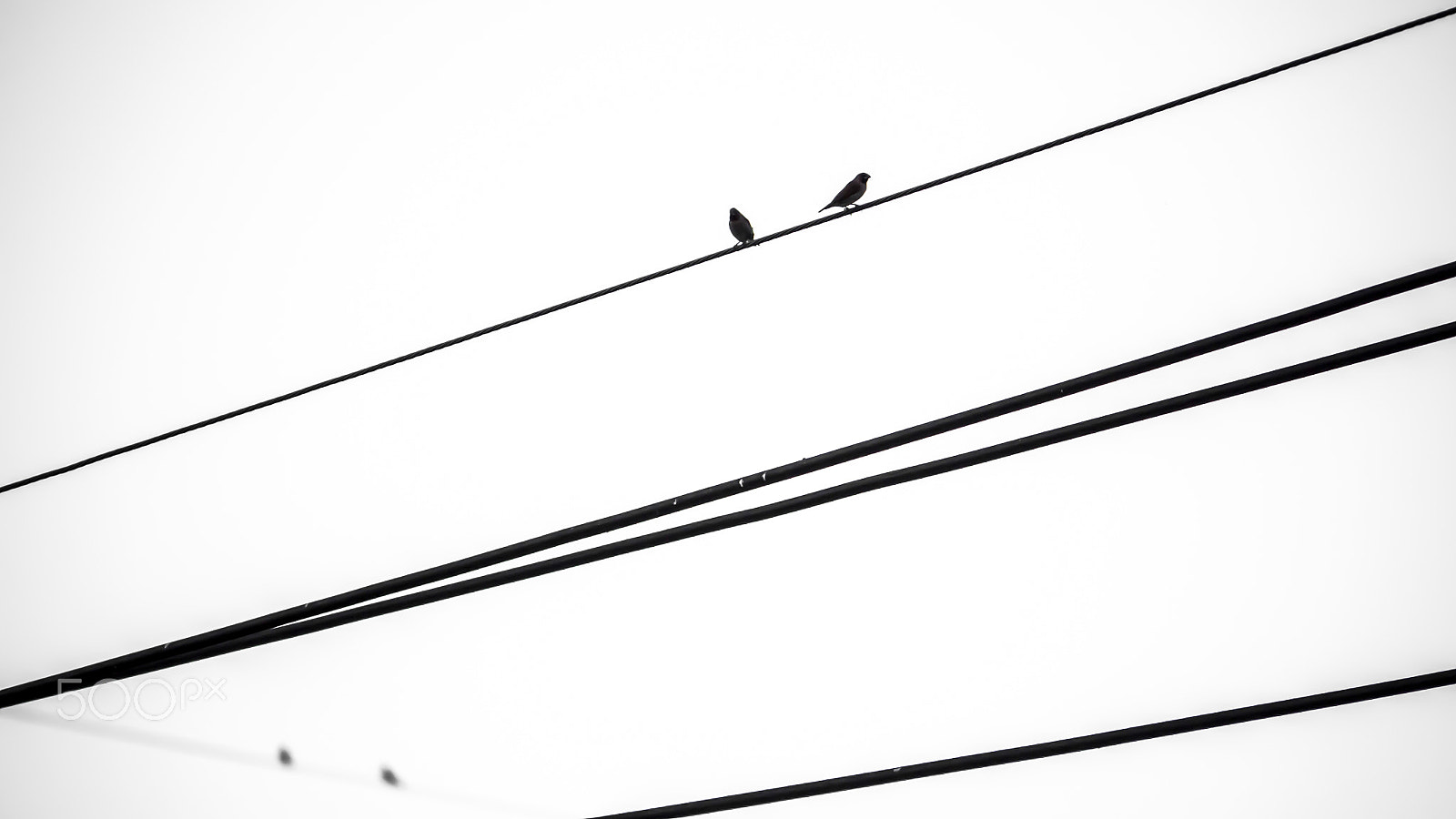 Panasonic Lumix DMC-GH4 sample photo. Birds on wires photography