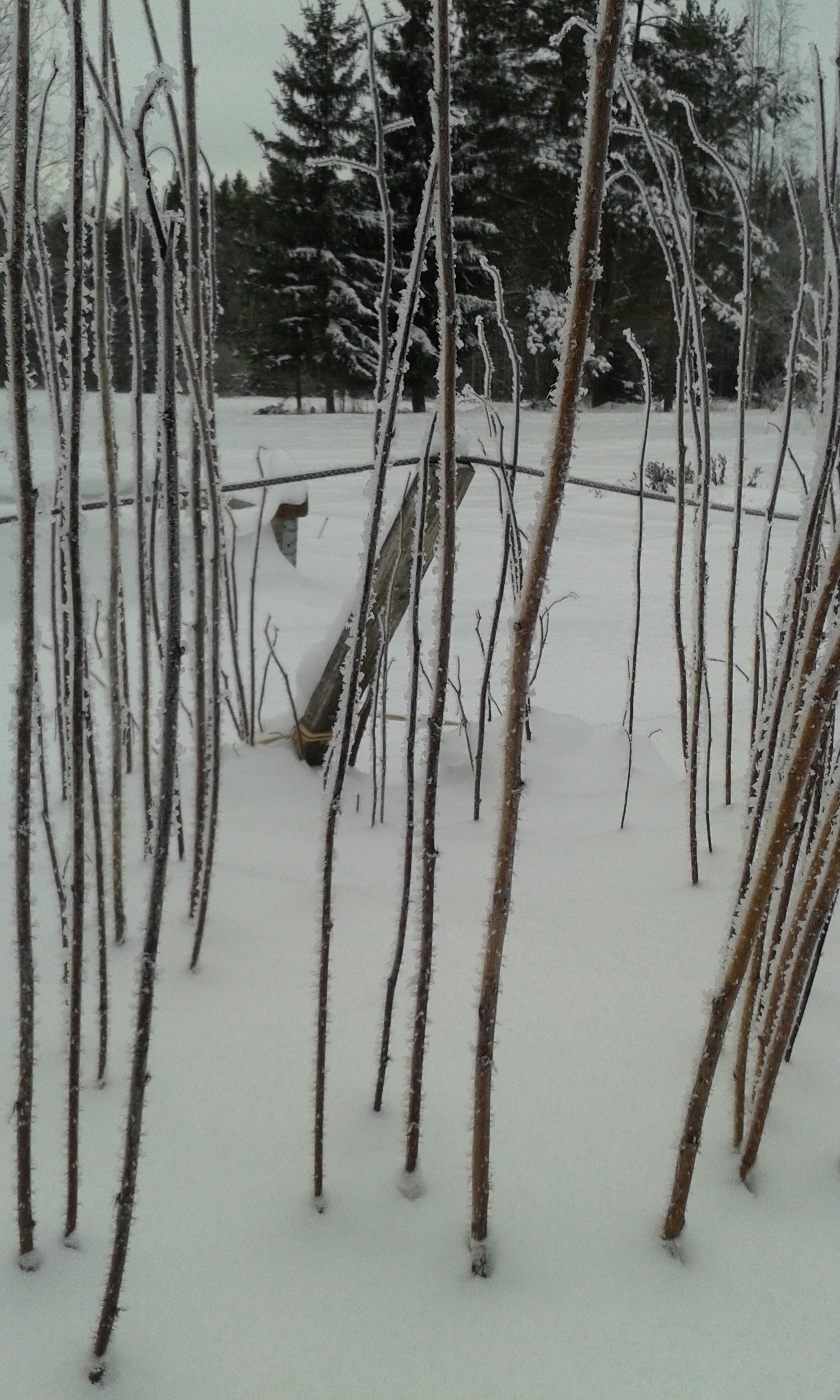 Samsung Galaxy Ace Style sample photo. Close and through.  photography