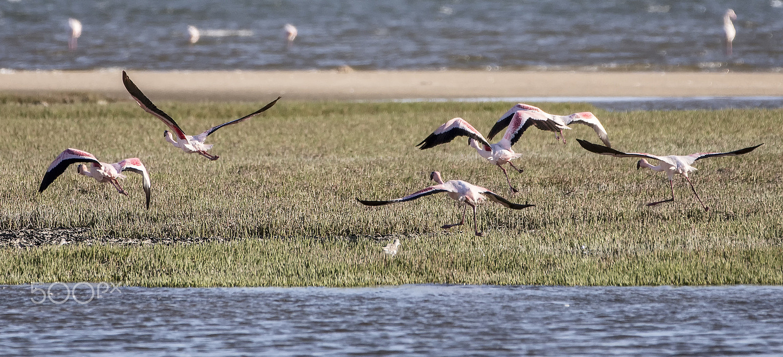 Canon EOS 6D + Canon EF 70-200mm F2.8L IS II USM sample photo. Group flamingo take off photography