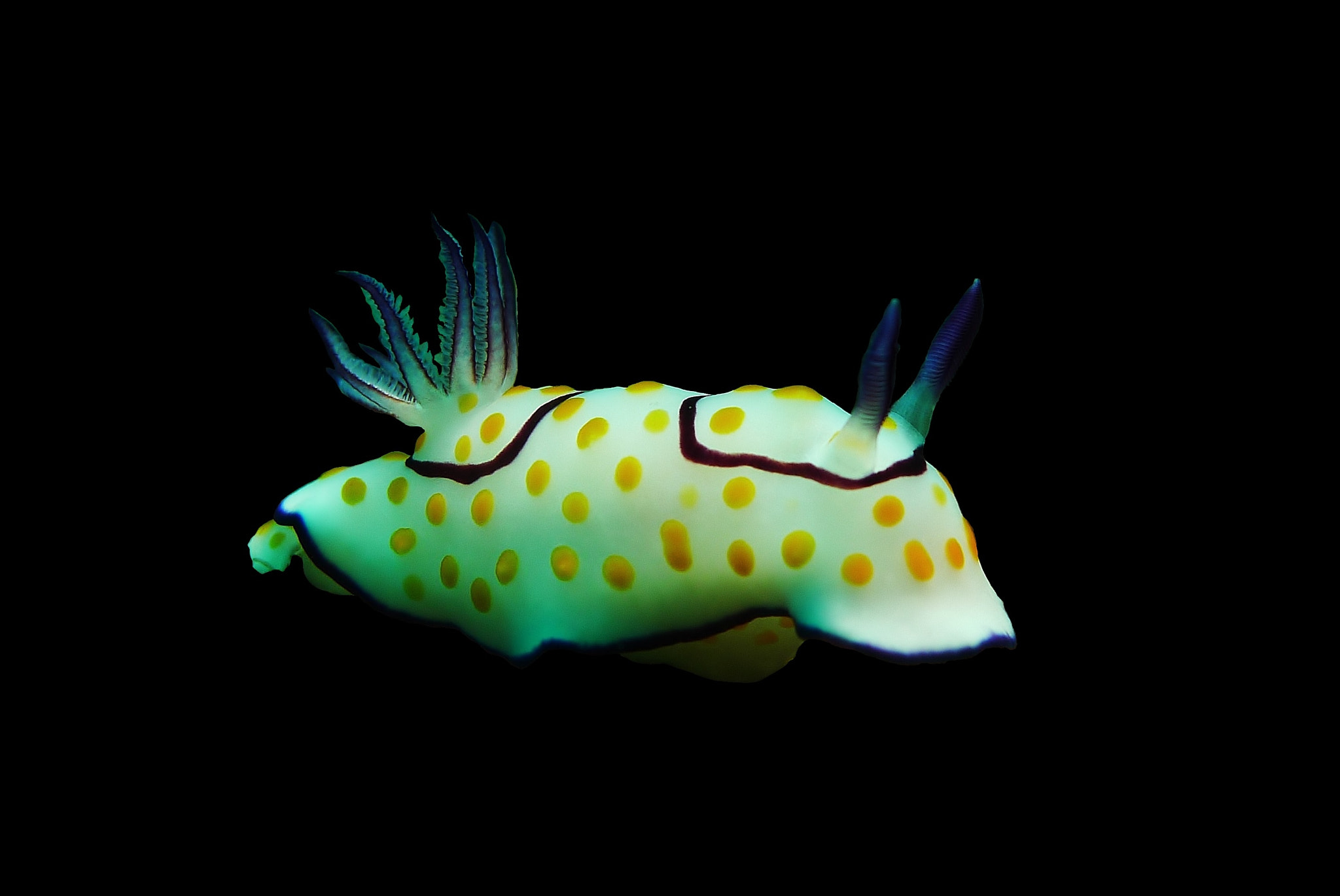Leica D-LUX 5 sample photo. Chromodoris annulata photography