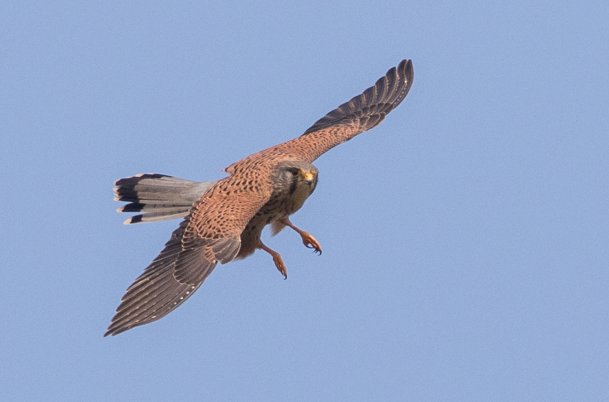 Canon EF 500mm F4L IS II USM sample photo