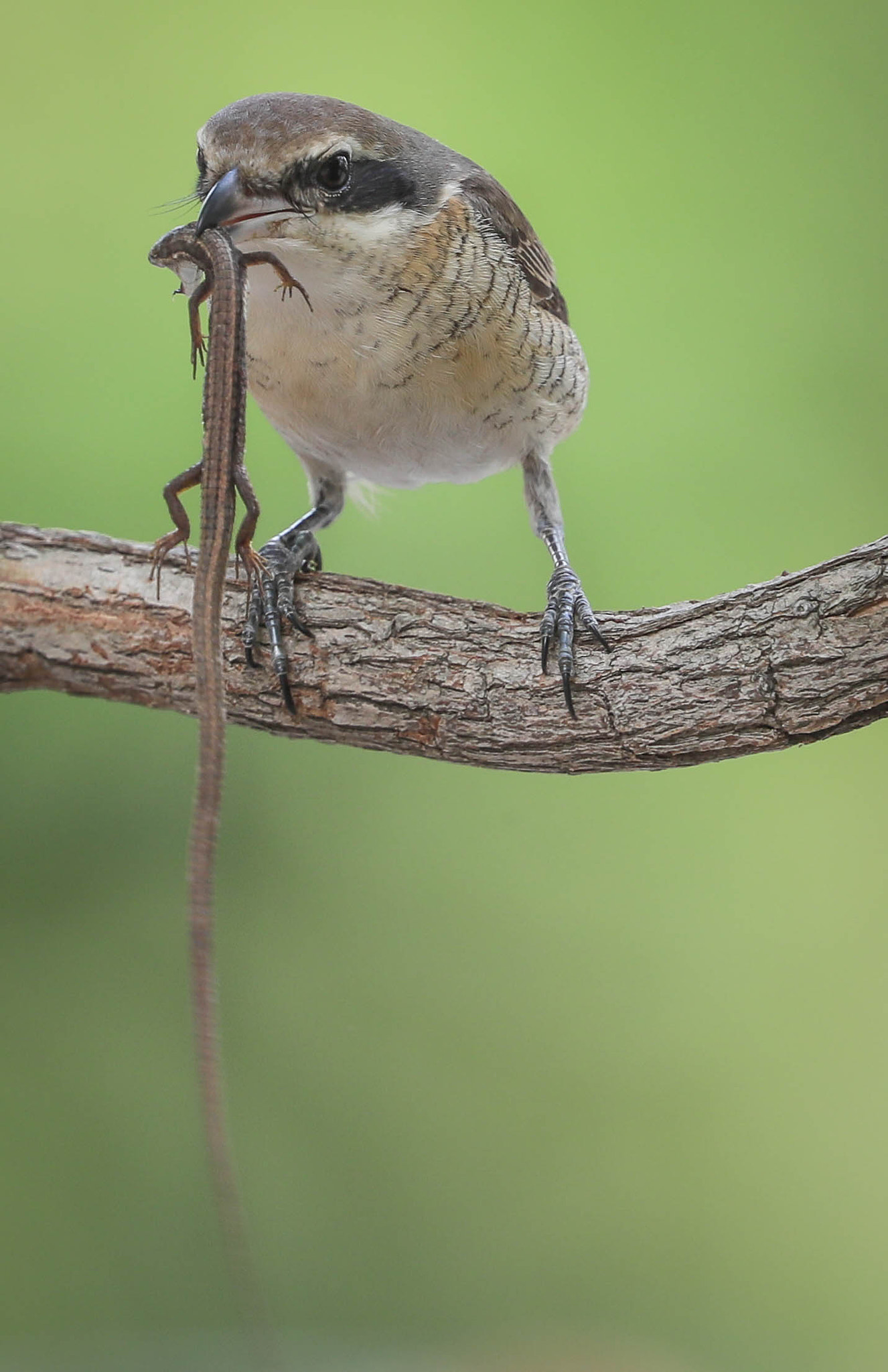 Canon EF 500mm F4L IS II USM sample photo