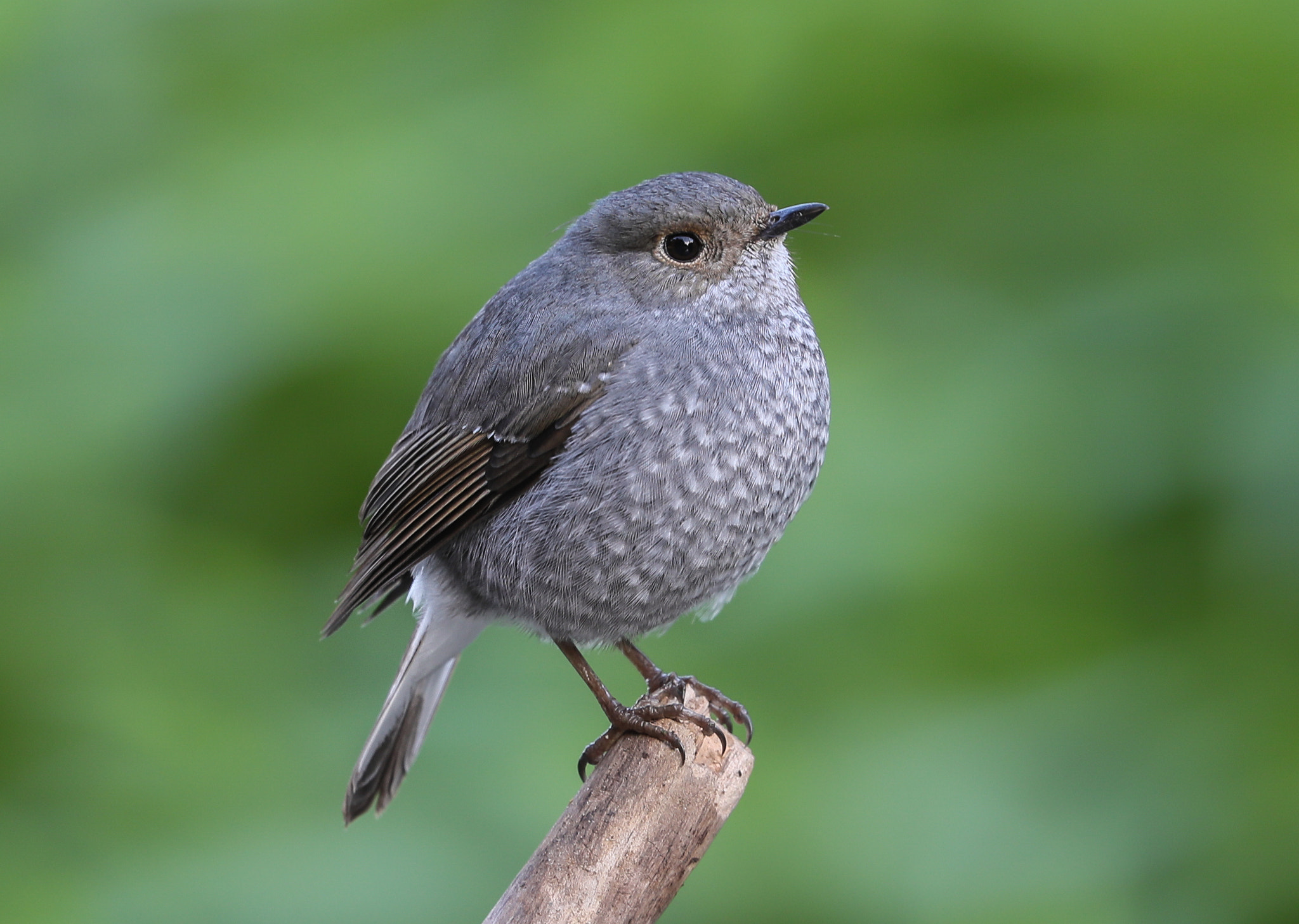 Canon EF 500mm F4L IS II USM sample photo