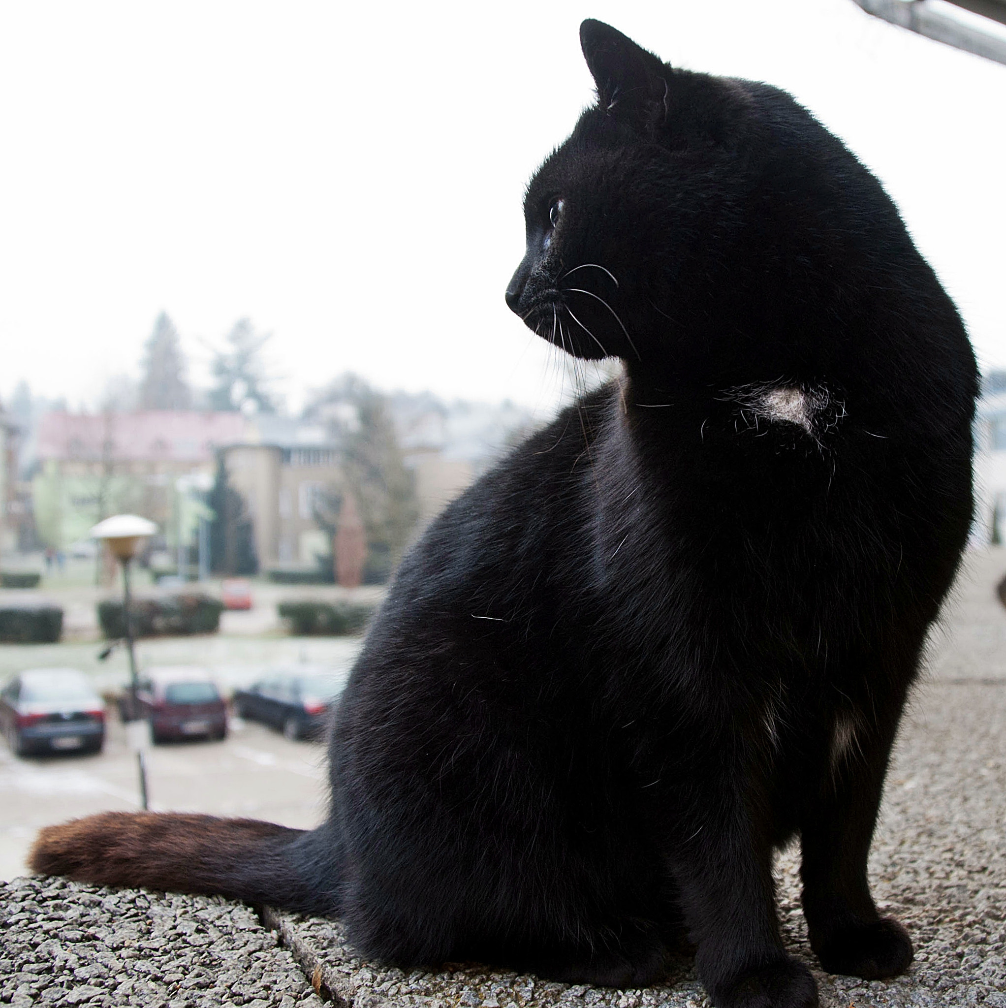 Tamron 18-270mm F3.5-6.3 Di II PZD sample photo. Znajomy photography