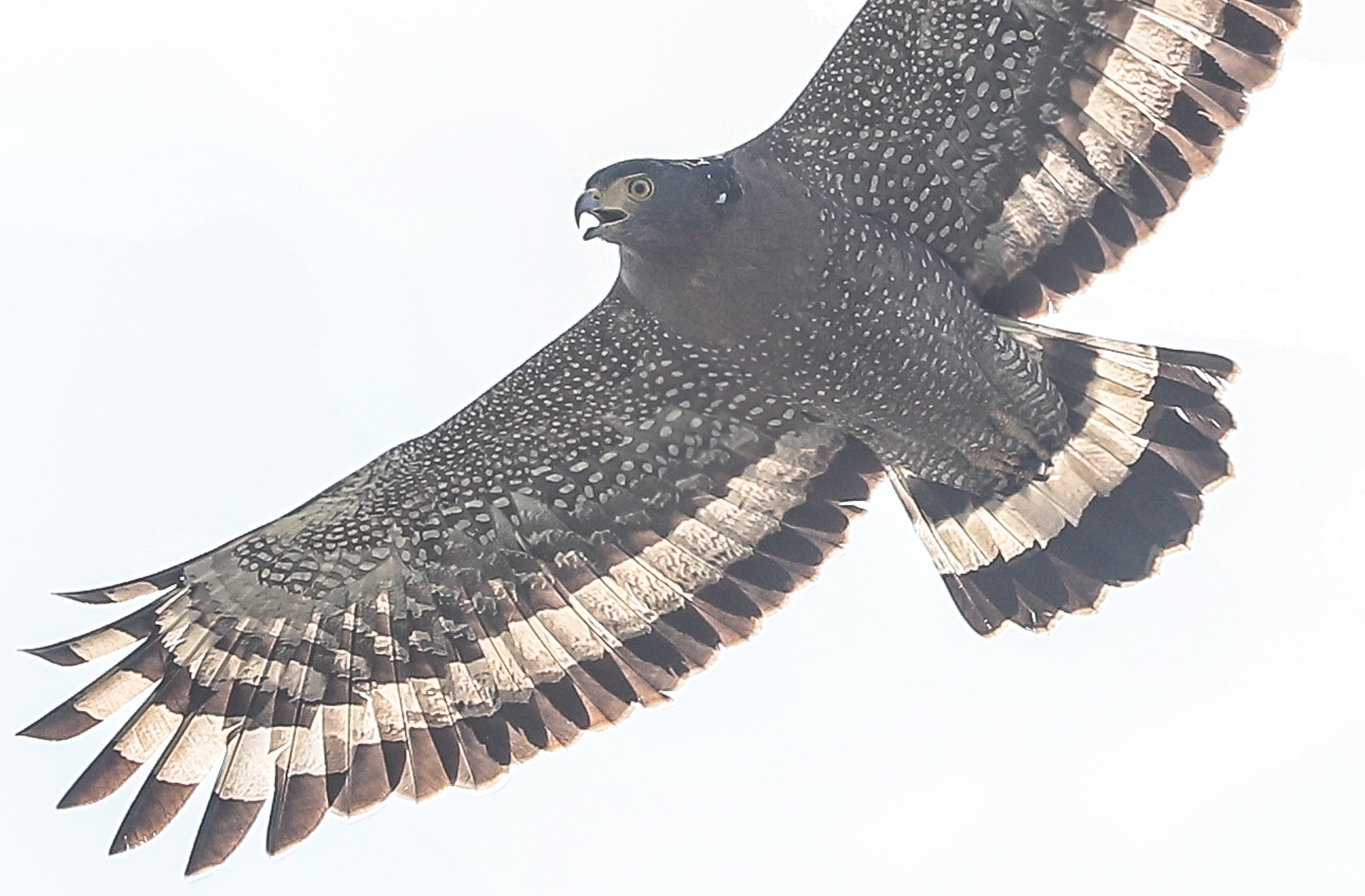 Canon EF 500mm F4L IS II USM sample photo