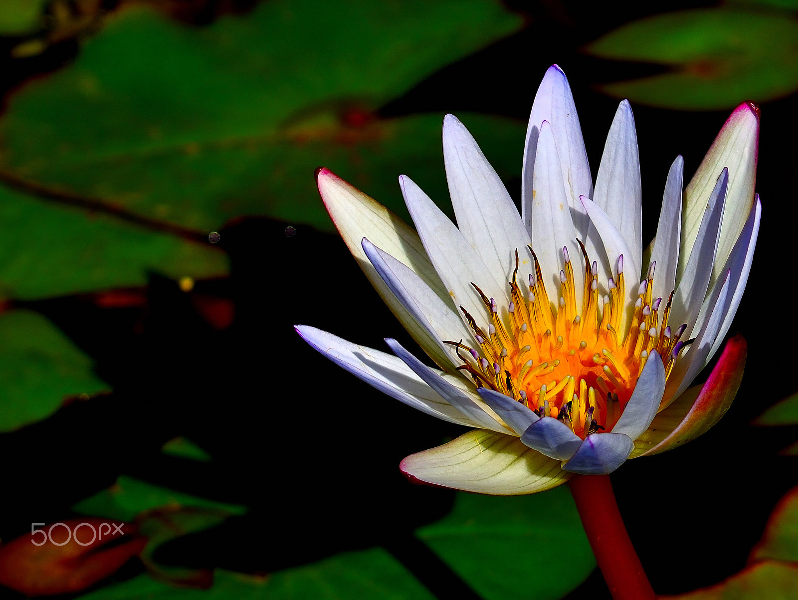 Nikon D5300 + Sigma 105mm F2.8 EX DG Macro sample photo. White water lily photography