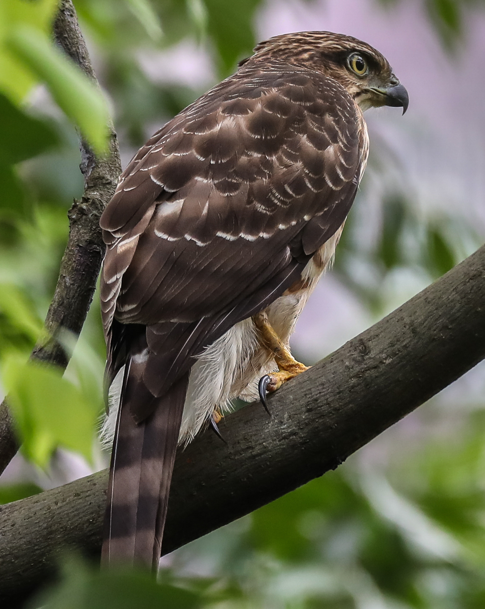 Sigma 150-600mm F5-6.3 DG OS HSM | C sample photo