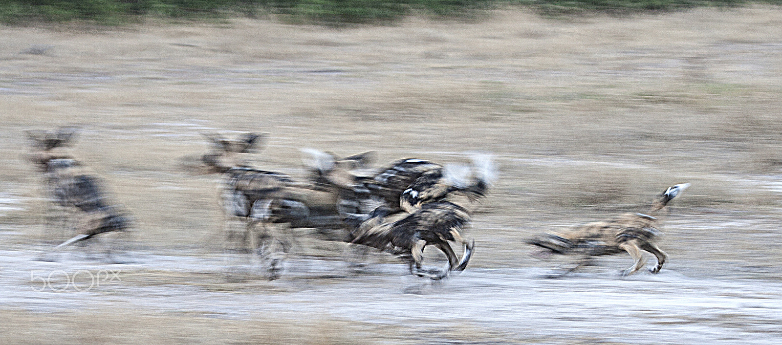 Canon EF 100-400mm F4.5-5.6L IS USM sample photo. Blurred dogs photography