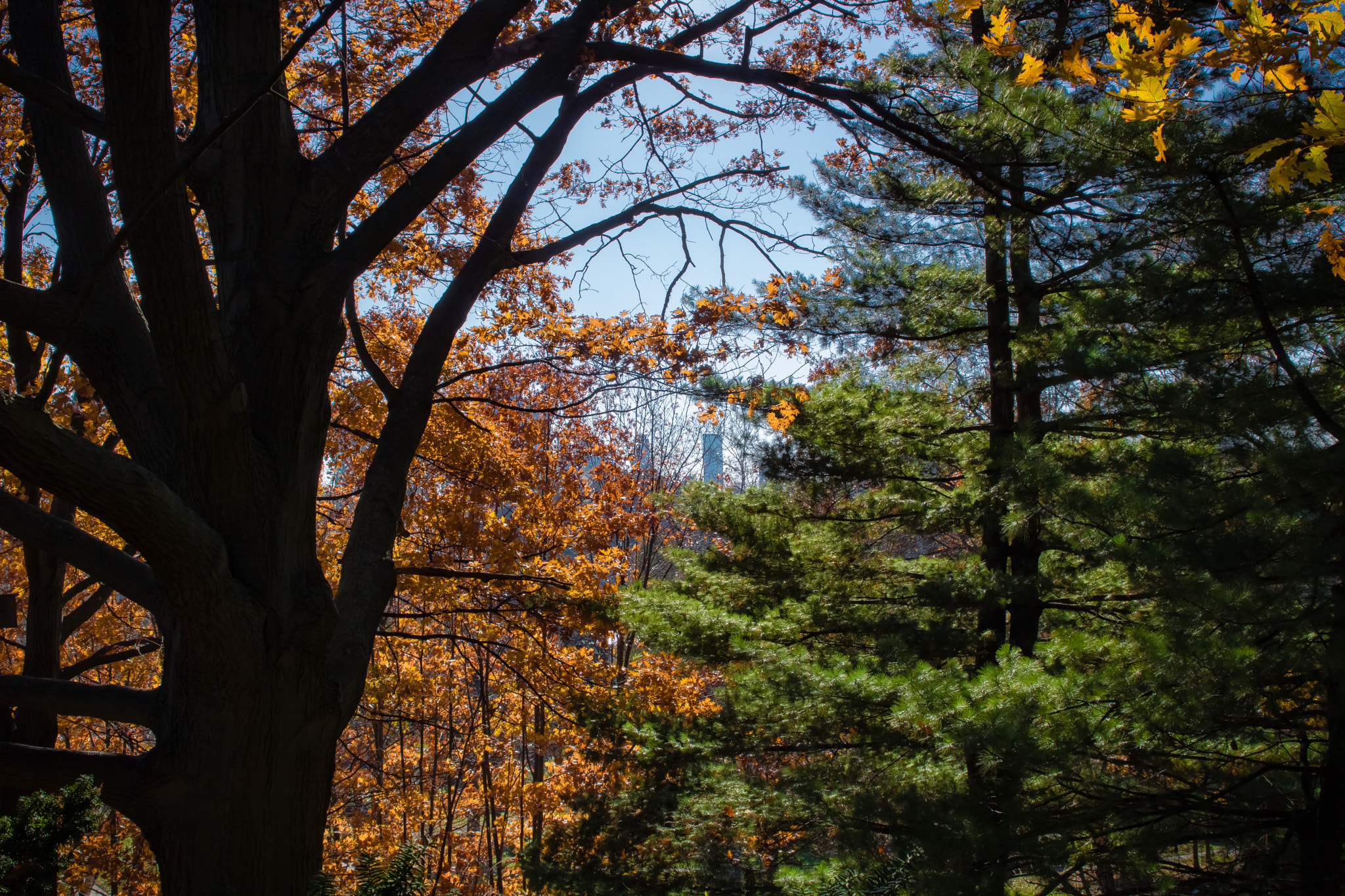 Sigma 24-70mm F2.8 EX DG Macro sample photo. Through the woods photography