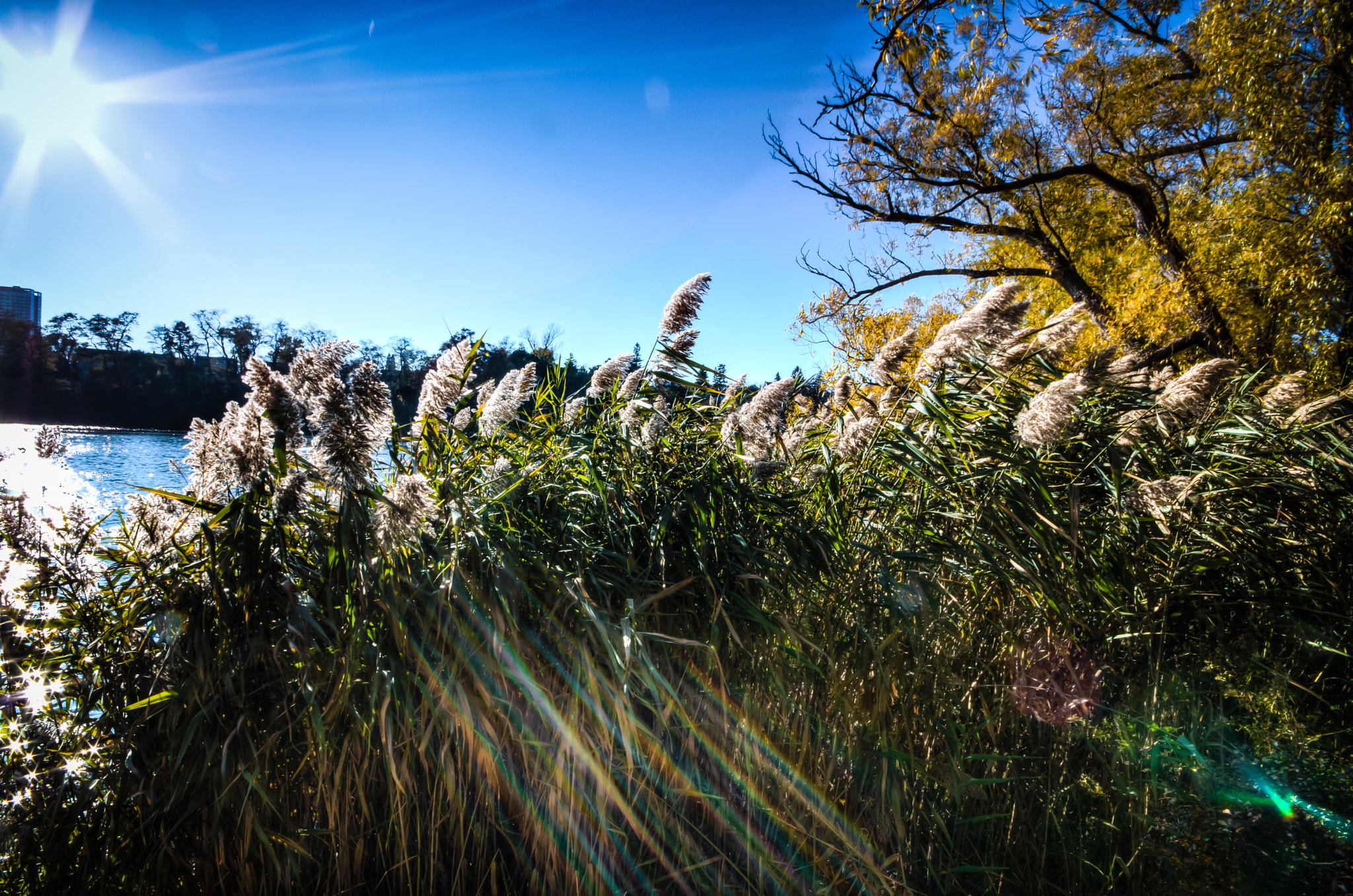 Sigma 10-20mm F4-5.6 EX DC HSM sample photo. Reeds photography