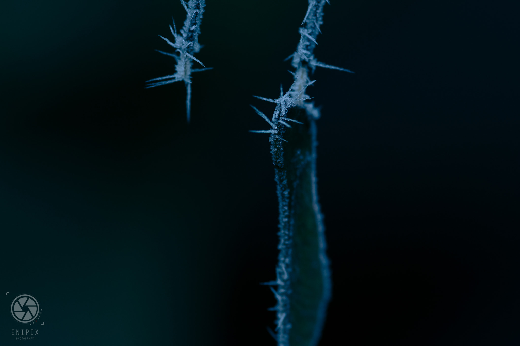 Pentax K-3 II + Sigma sample photo. Frozen fog 1 photography