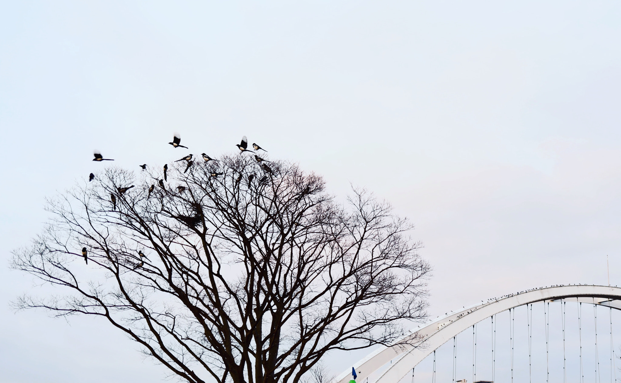 Canon EF 35mm F2 IS USM sample photo. Flying & landing. photography