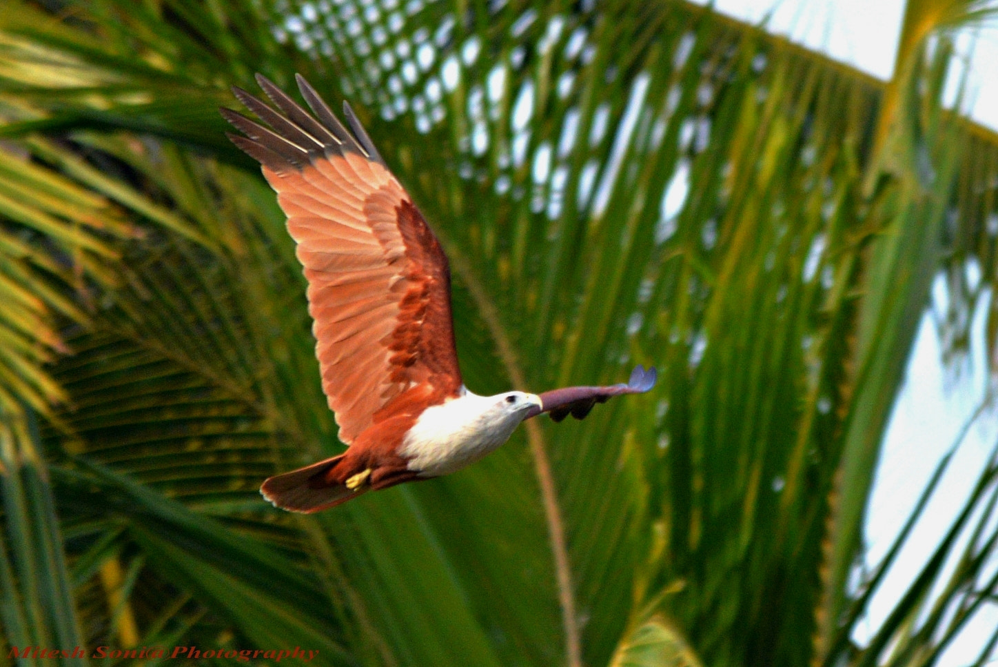 Sigma 150-500mm F5-6.3 DG OS HSM sample photo. Bhramini kite photography
