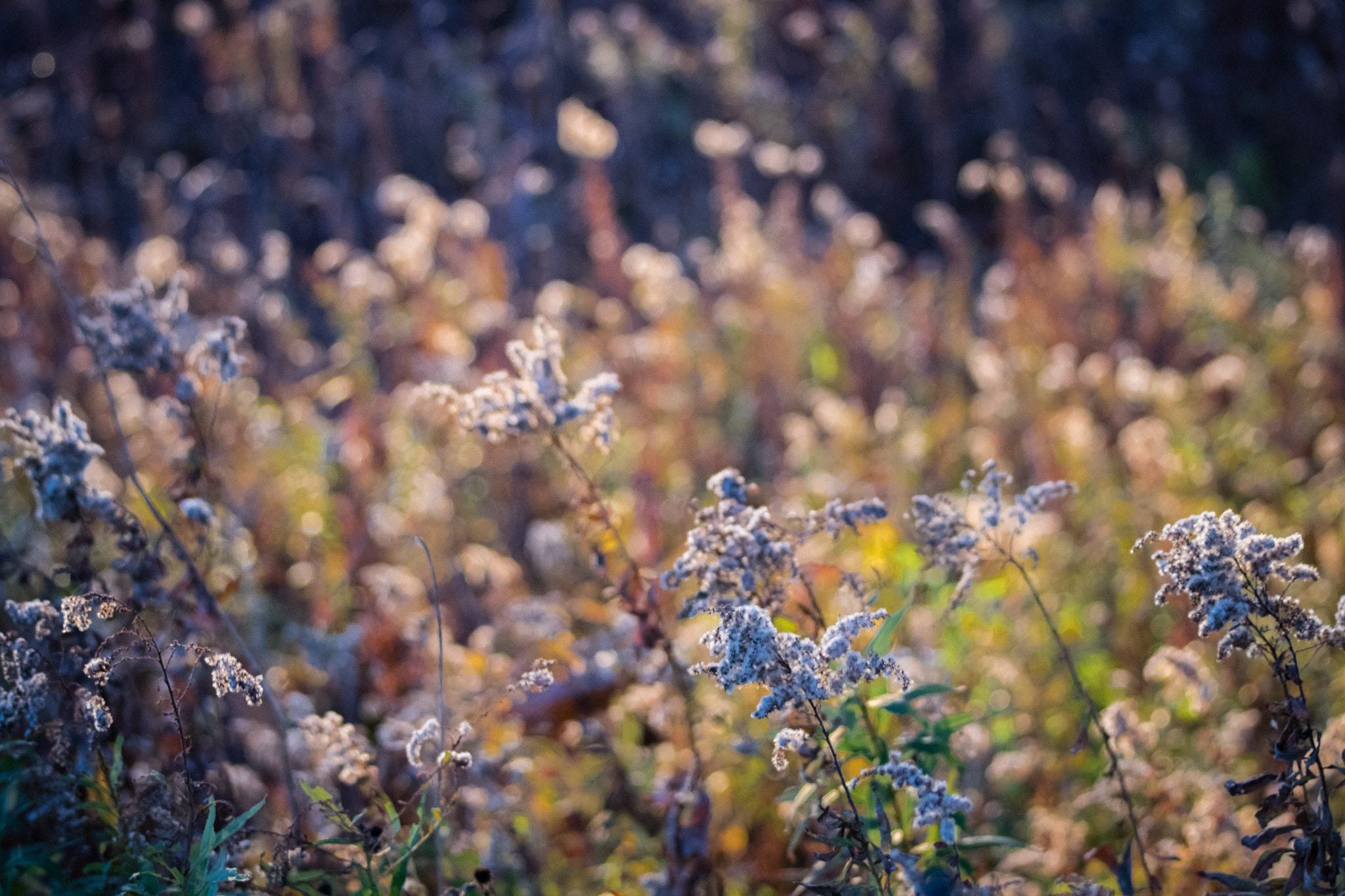 Canon EOS 750D (EOS Rebel T6i / EOS Kiss X8i) sample photo. Weeds photography