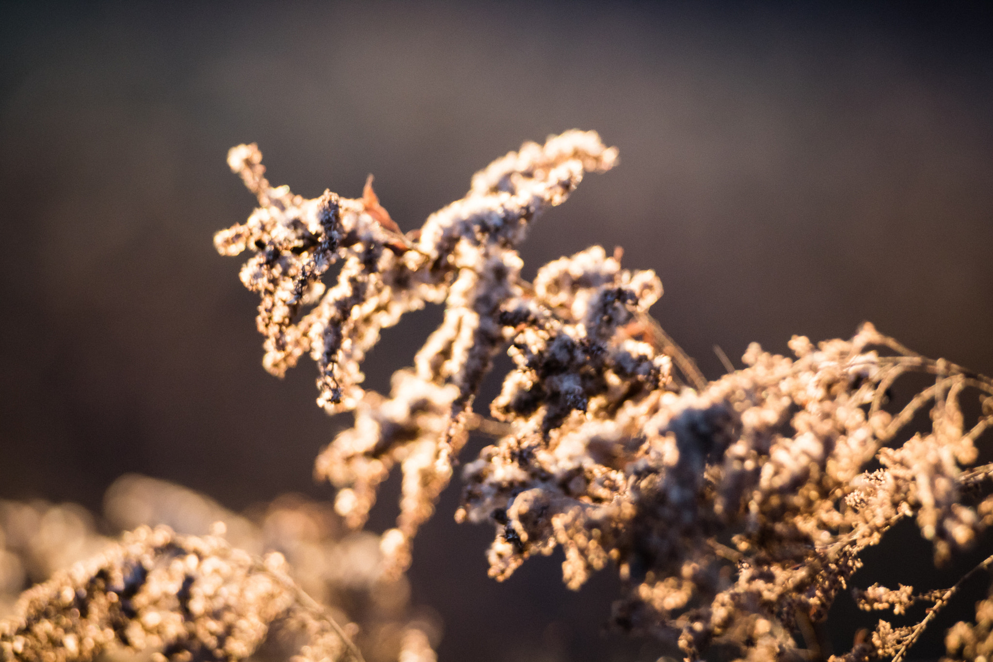 Canon EOS 750D (EOS Rebel T6i / EOS Kiss X8i) sample photo. Not cotton photography