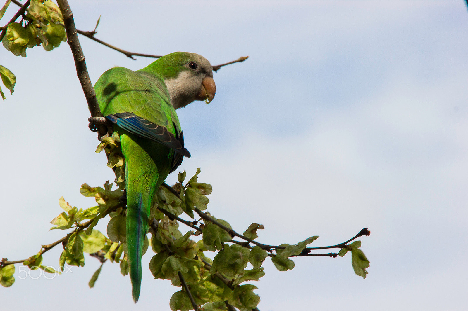 Sigma 18-250mm F3.5-6.3 DC OS HSM sample photo. Posing parrot photography