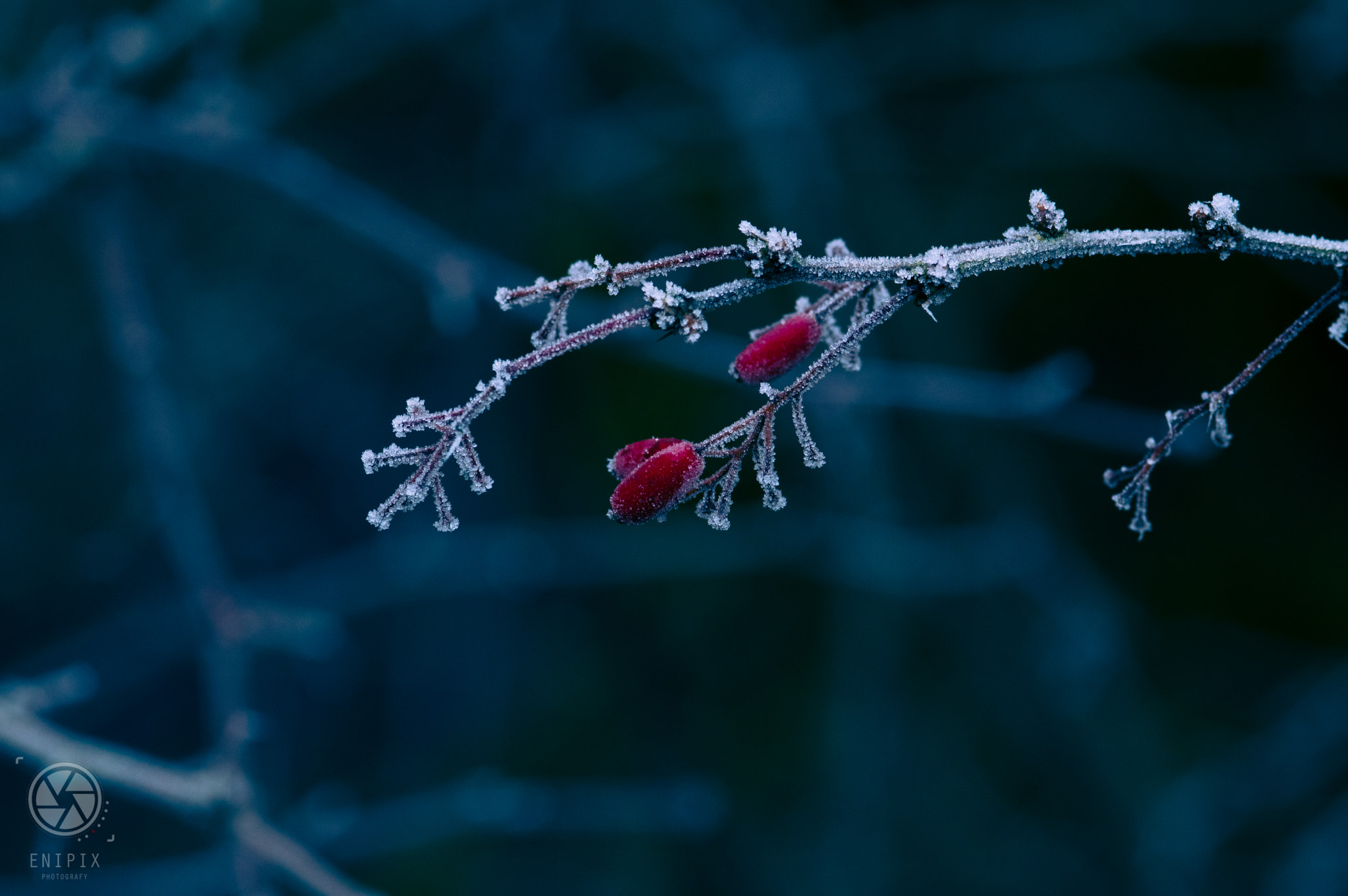 Pentax K-3 II + Sigma sample photo. It's cold outside photography