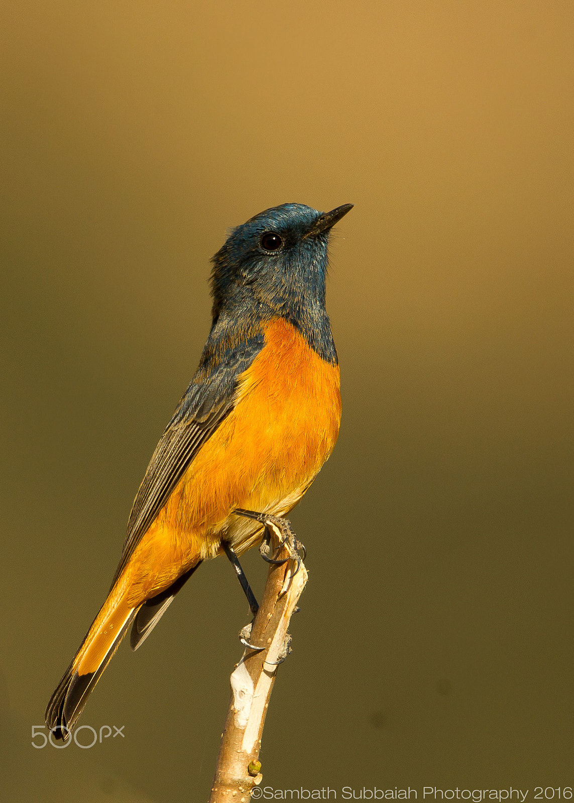 Canon EF 500mm F4L IS II USM sample photo. Blue-fronted redstart photography