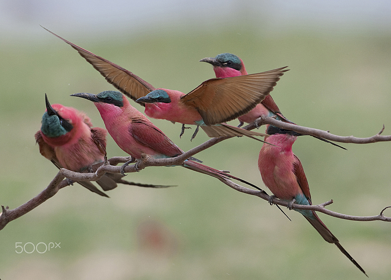 Canon EF 500mm F4L IS USM sample photo. Lookout photography