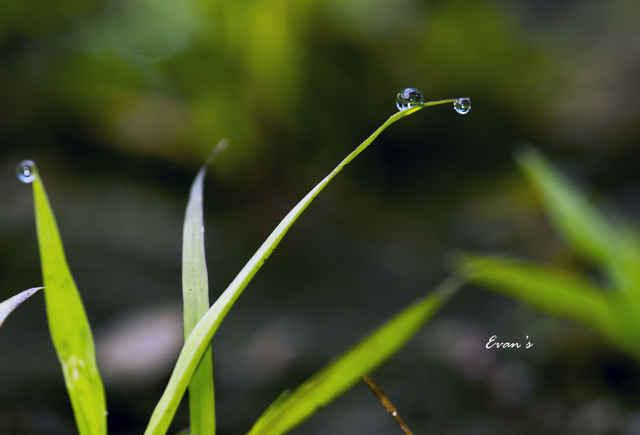 Nikon AF-S Micro-Nikkor 105mm F2.8G IF-ED VR sample photo. When the rain photography