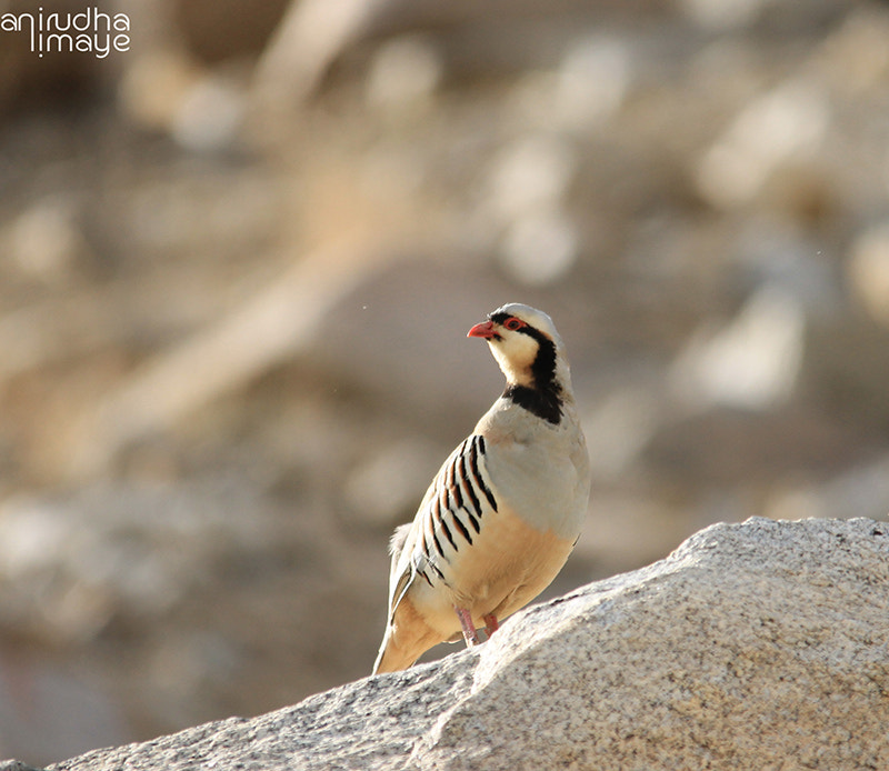 Sigma 150-500mm F5-6.3 DG OS HSM sample photo. Chukar partridge photography