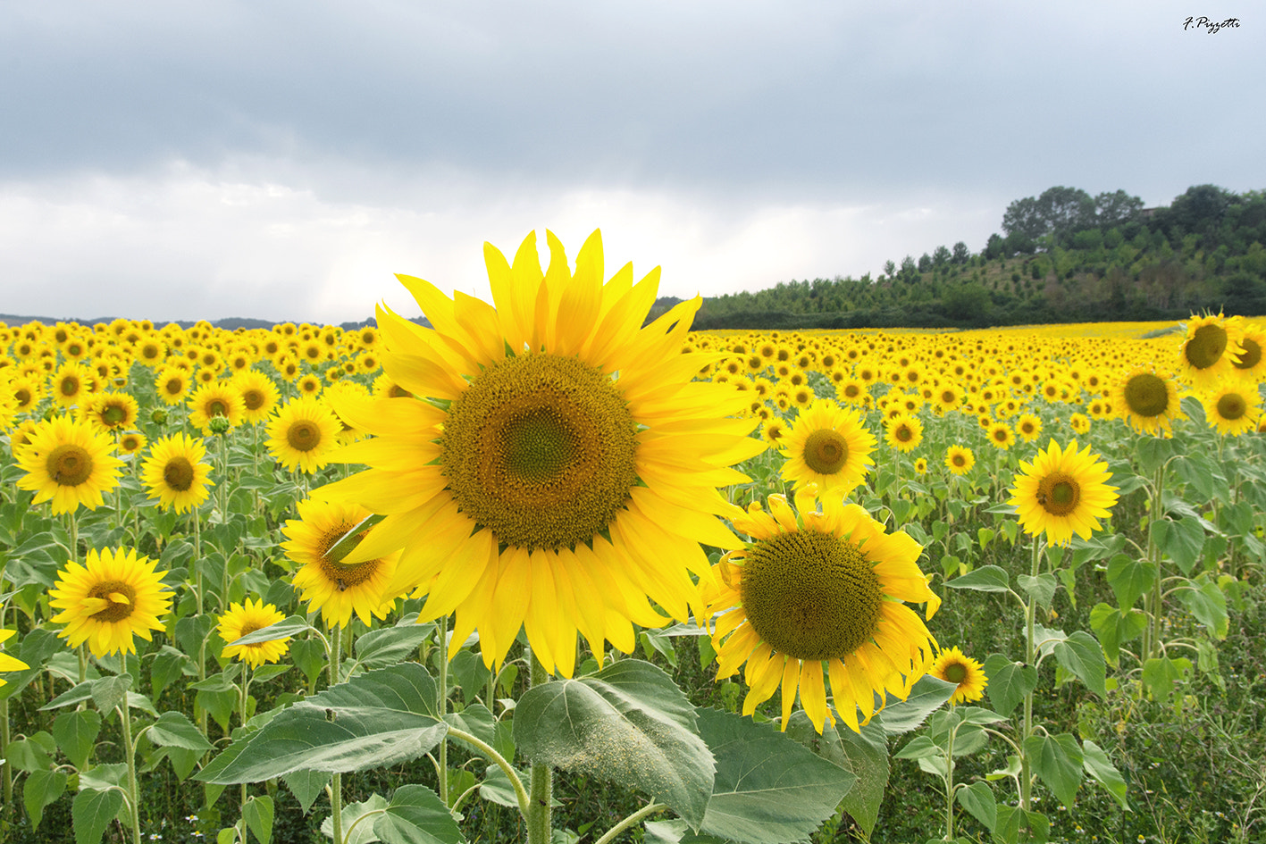 Nikon D7100 sample photo. Sunflowers... photography