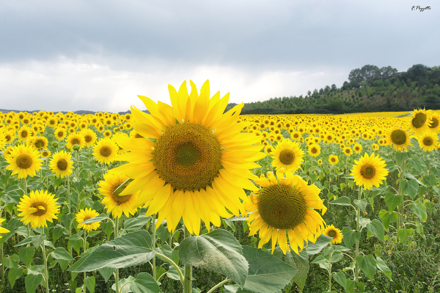 Nikon D7100 + Sigma 17-70mm F2.8-4 DC Macro OS HSM sample photo. Sunflowers... photography