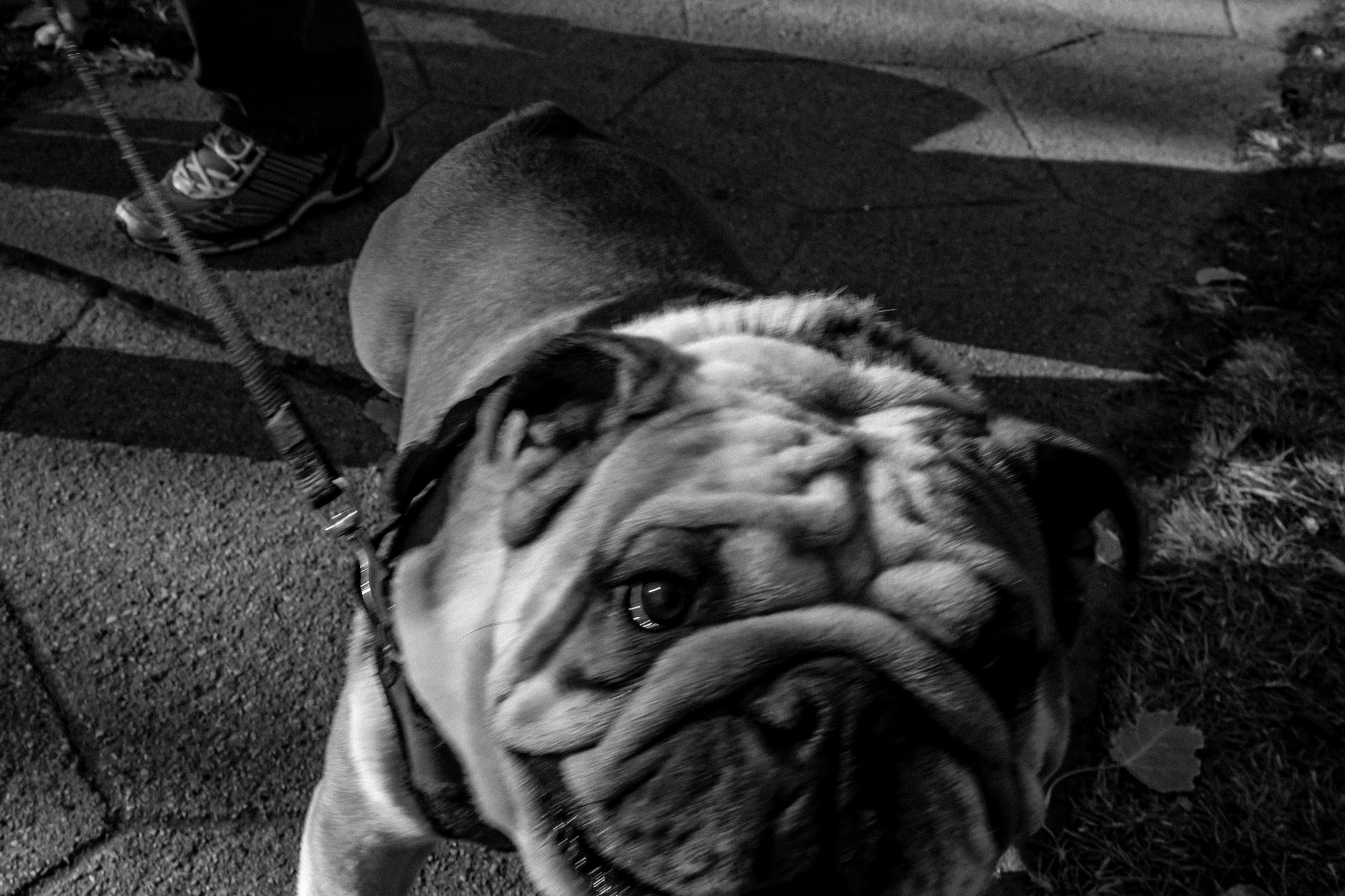 Sigma 24-70mm F2.8 EX DG Macro sample photo. Happy dog photography