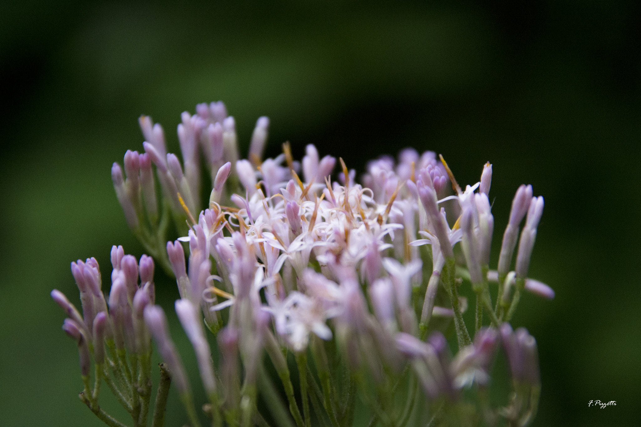 Sigma 17-70mm F2.8-4 DC Macro OS HSM sample photo. Flowers... photography