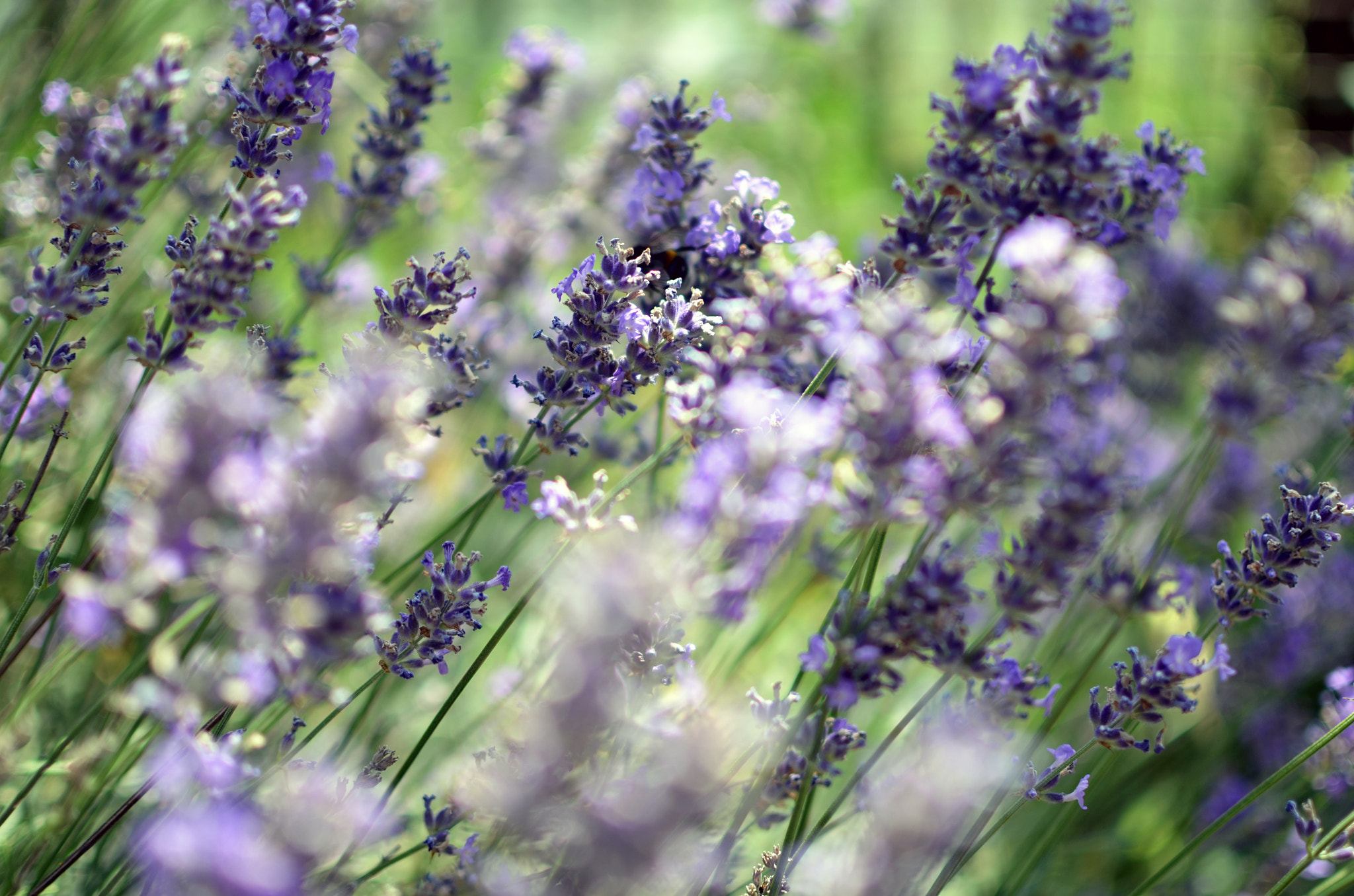 Nikon AF-S Nikkor 400mm F2.8D ED-IF II sample photo. Flowers photography