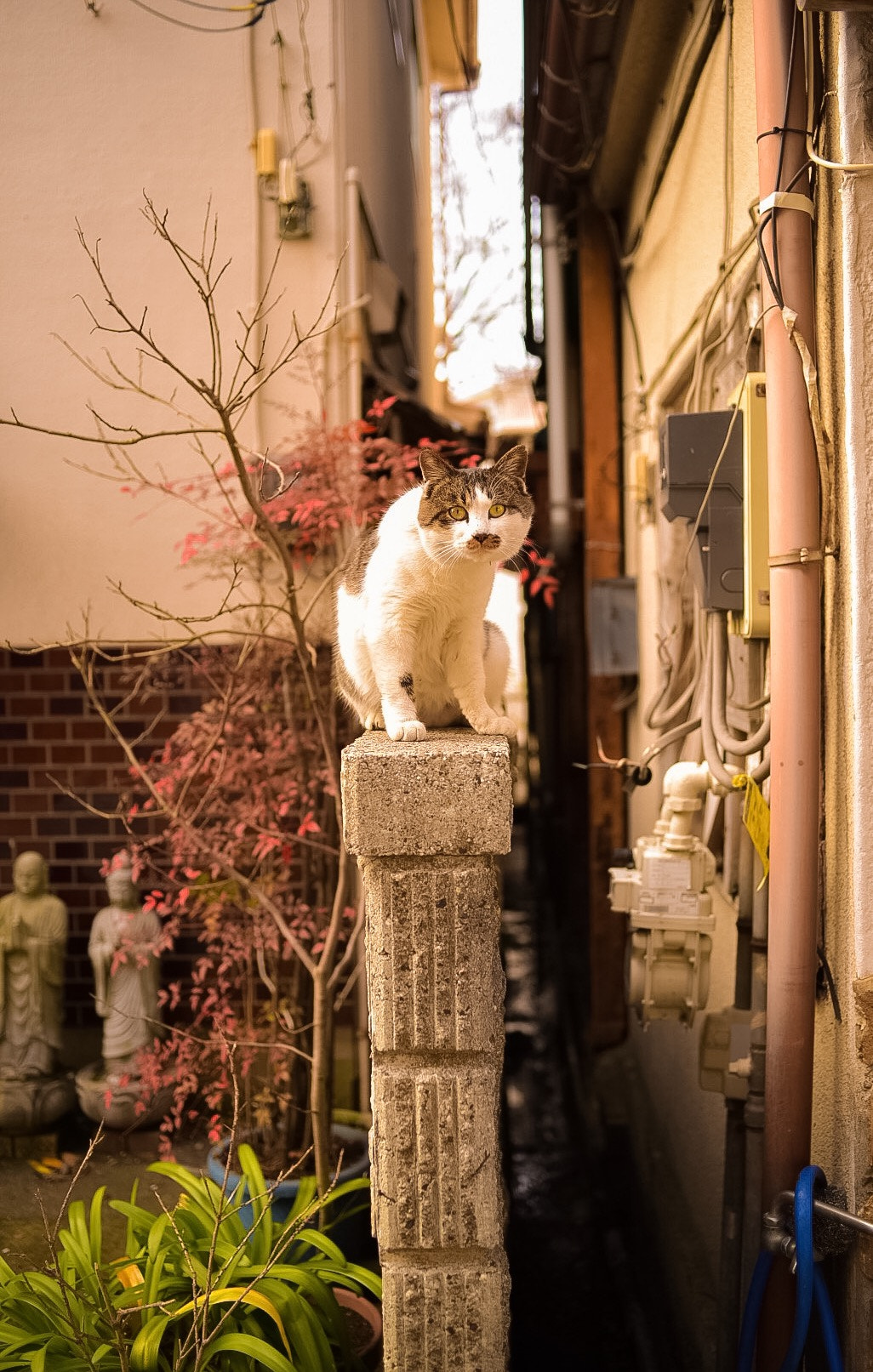 Nikon D750 + AF Nikkor 50mm f/1.8 sample photo