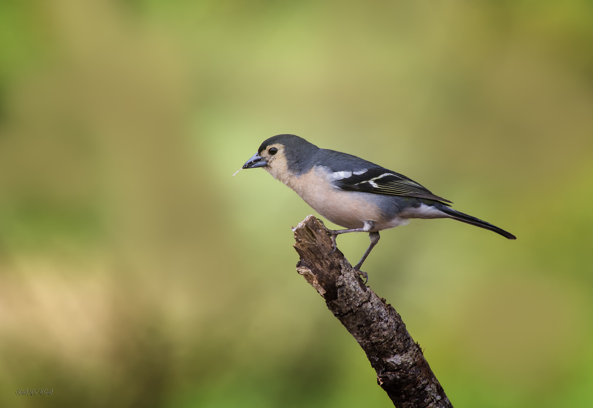Sony 75-300mm F4.5-5.6 sample photo. Pinzon vulgar photography