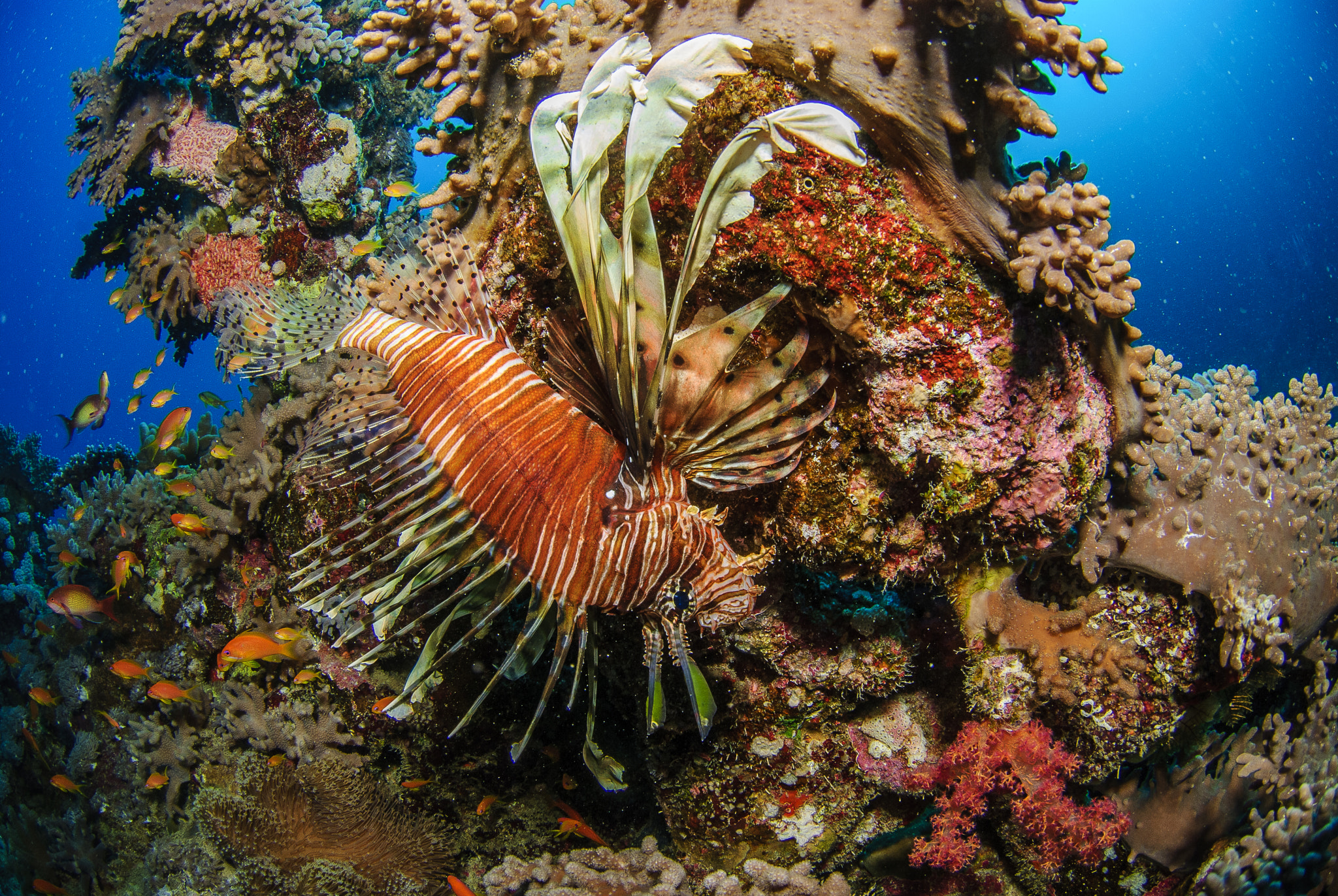 Nikon AF DX Fisheye-Nikkor 10.5mm F2.8G ED sample photo. Lion fish photography