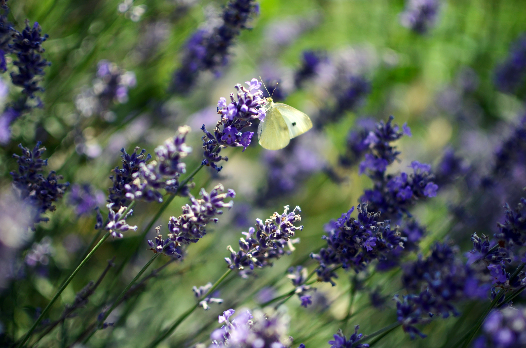 Nikon D5100 + Sigma 50mm F2.8 EX DG Macro sample photo. Flowers photography